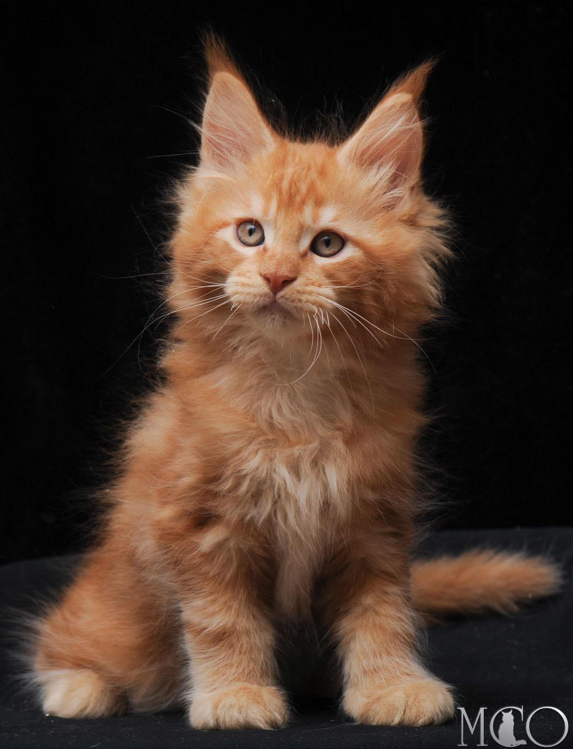 Купить котенка Мейн кун Elegant, d
