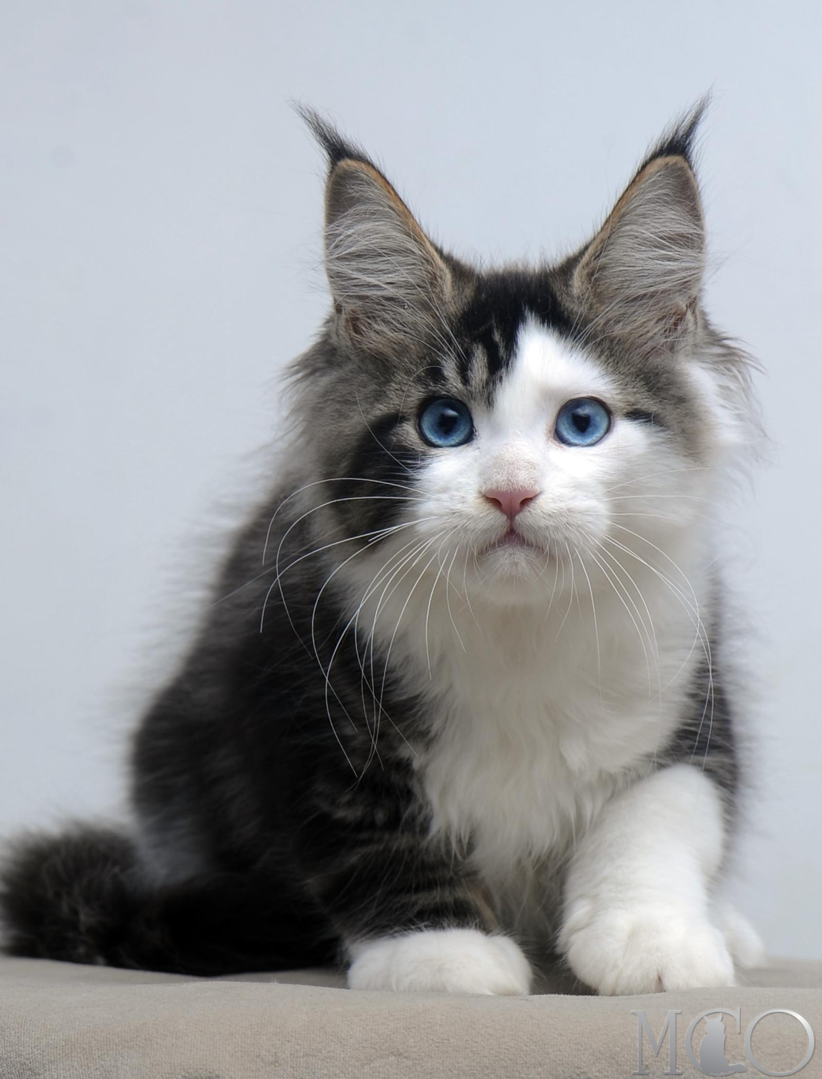 Купить котенка Мейн кун Vanessa (Голубоглазая), n2203