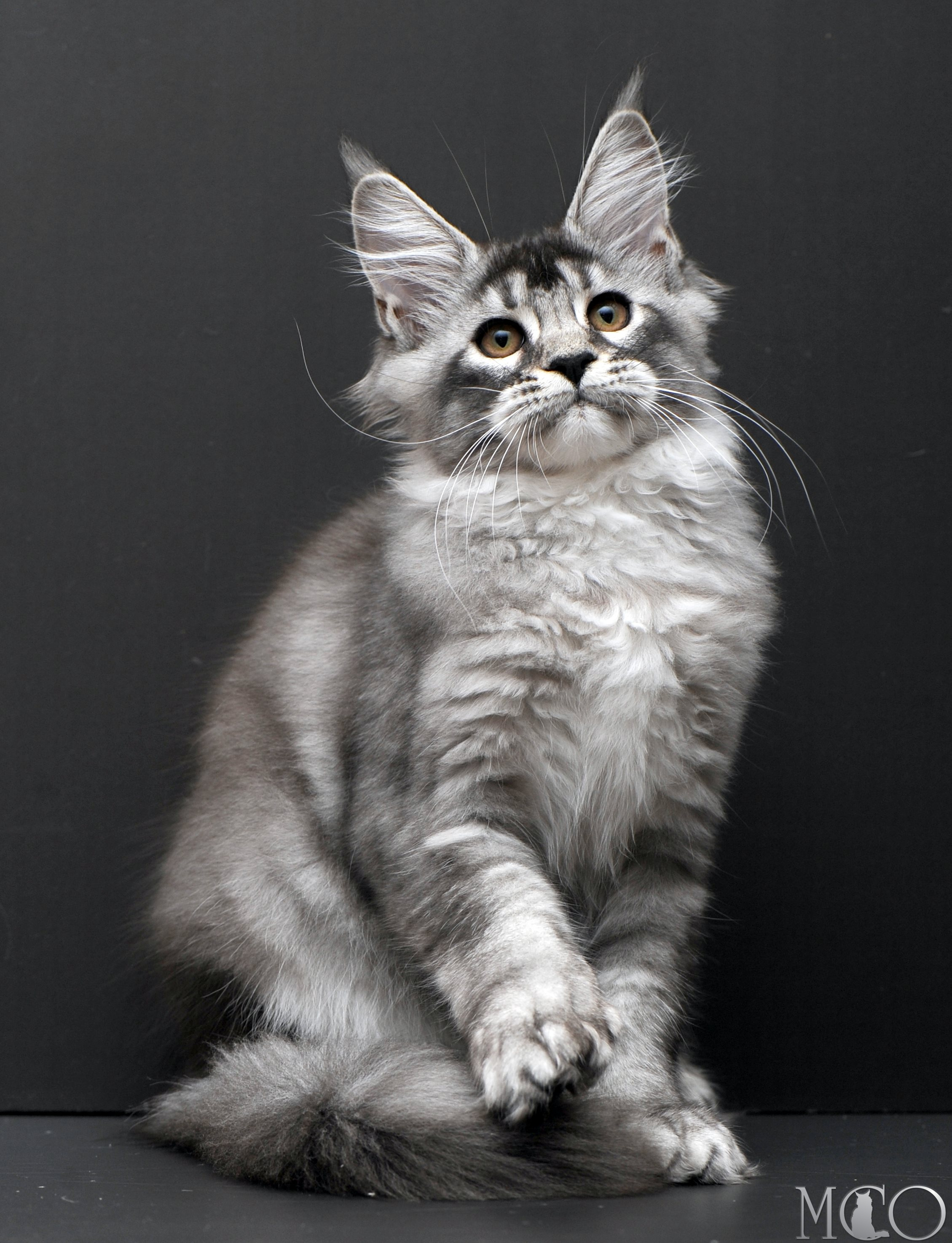 Купить котенка Мейн кун Kiana, ns 25
