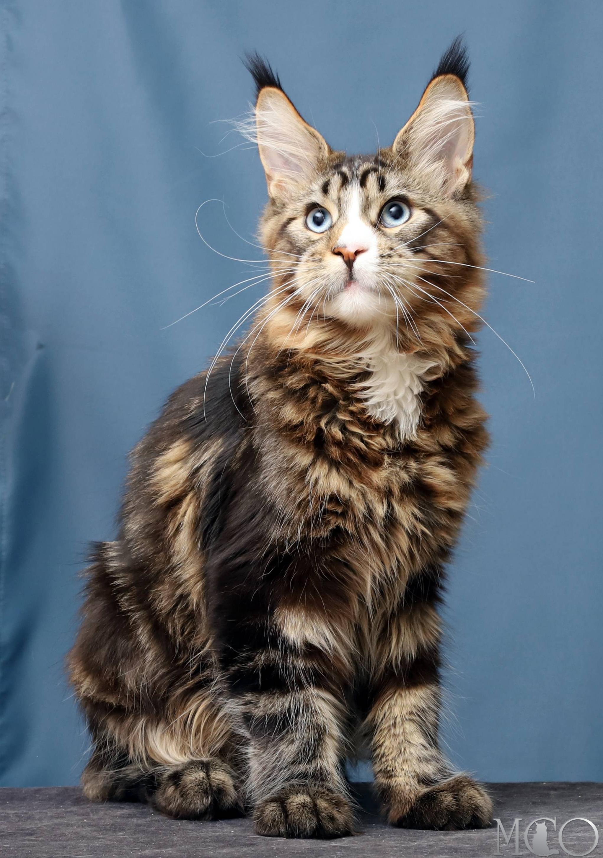 Купить котенка Мейн кун Robson, n 22 03 61
