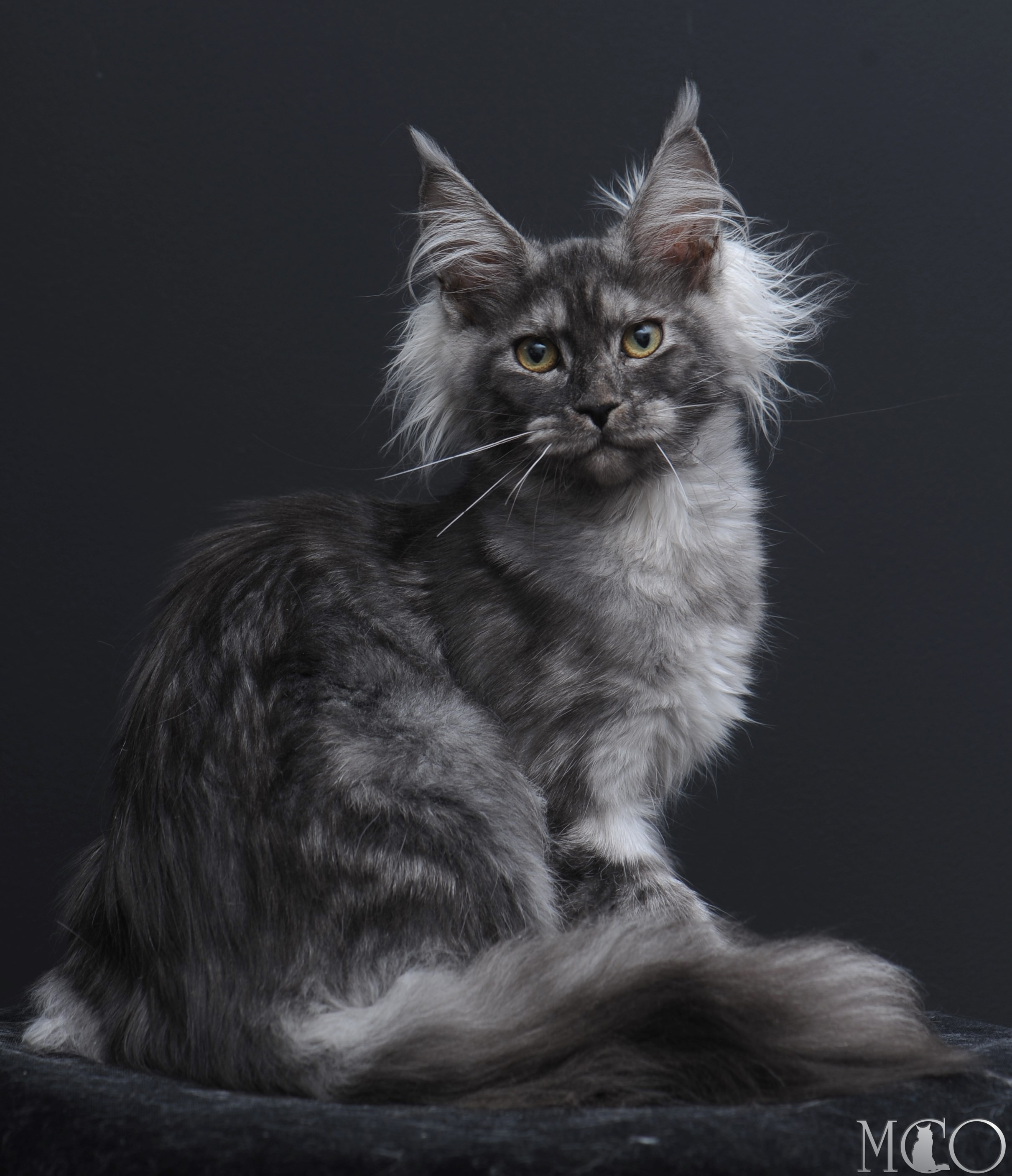 Купить котенка Мейн кун Sabrina, ns
