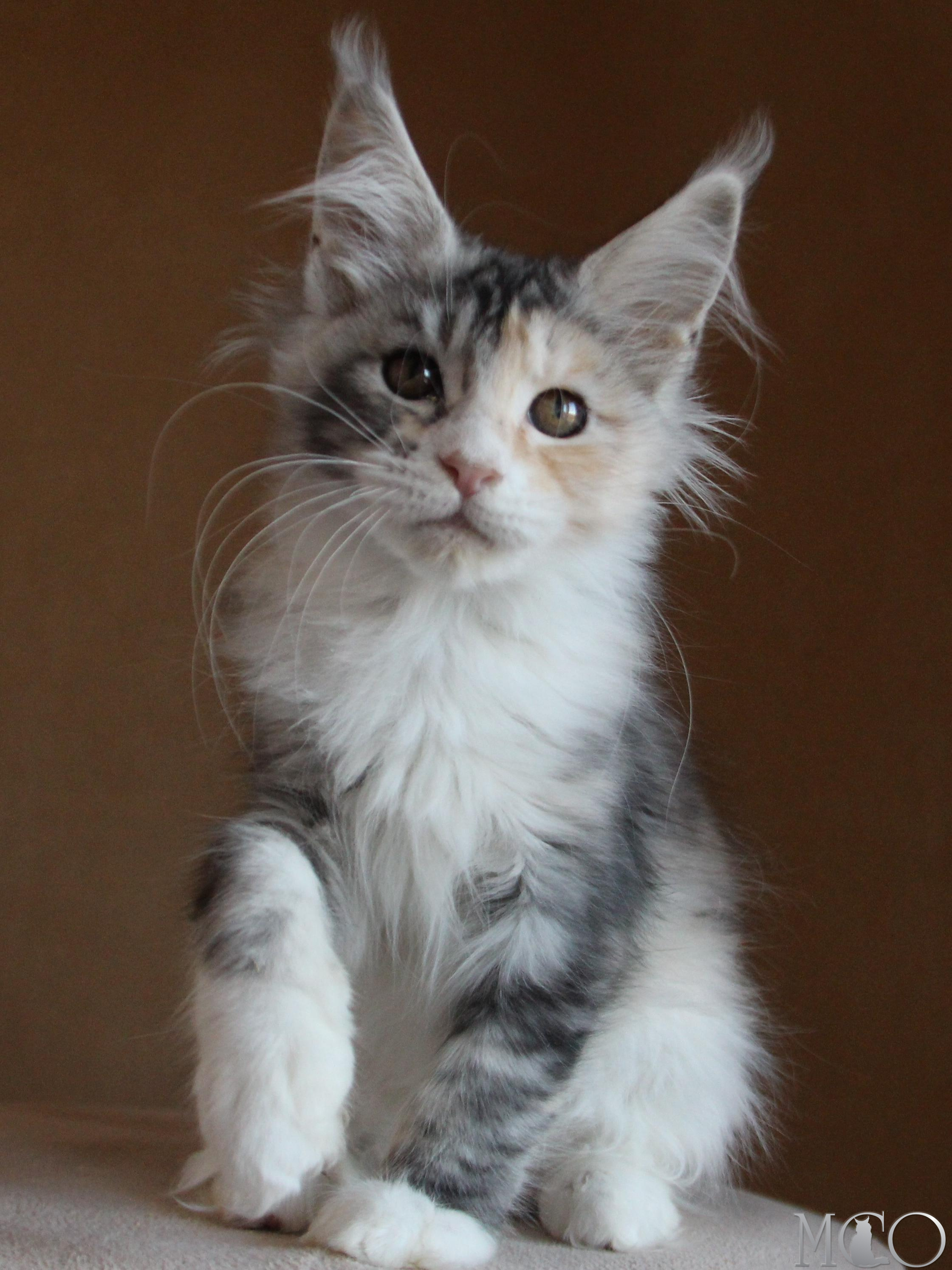 Купить котенка Мейн кун Coquette, fs 22 09