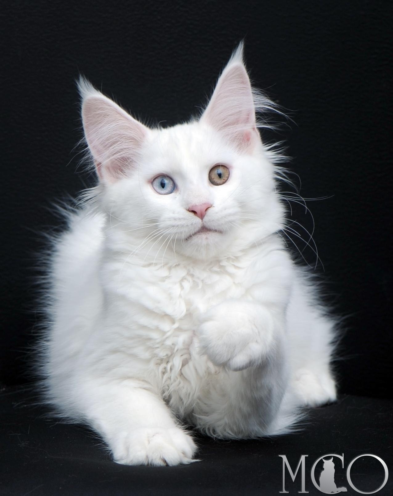 Купить котенка Мейн кун Dyena (Дайна), w64