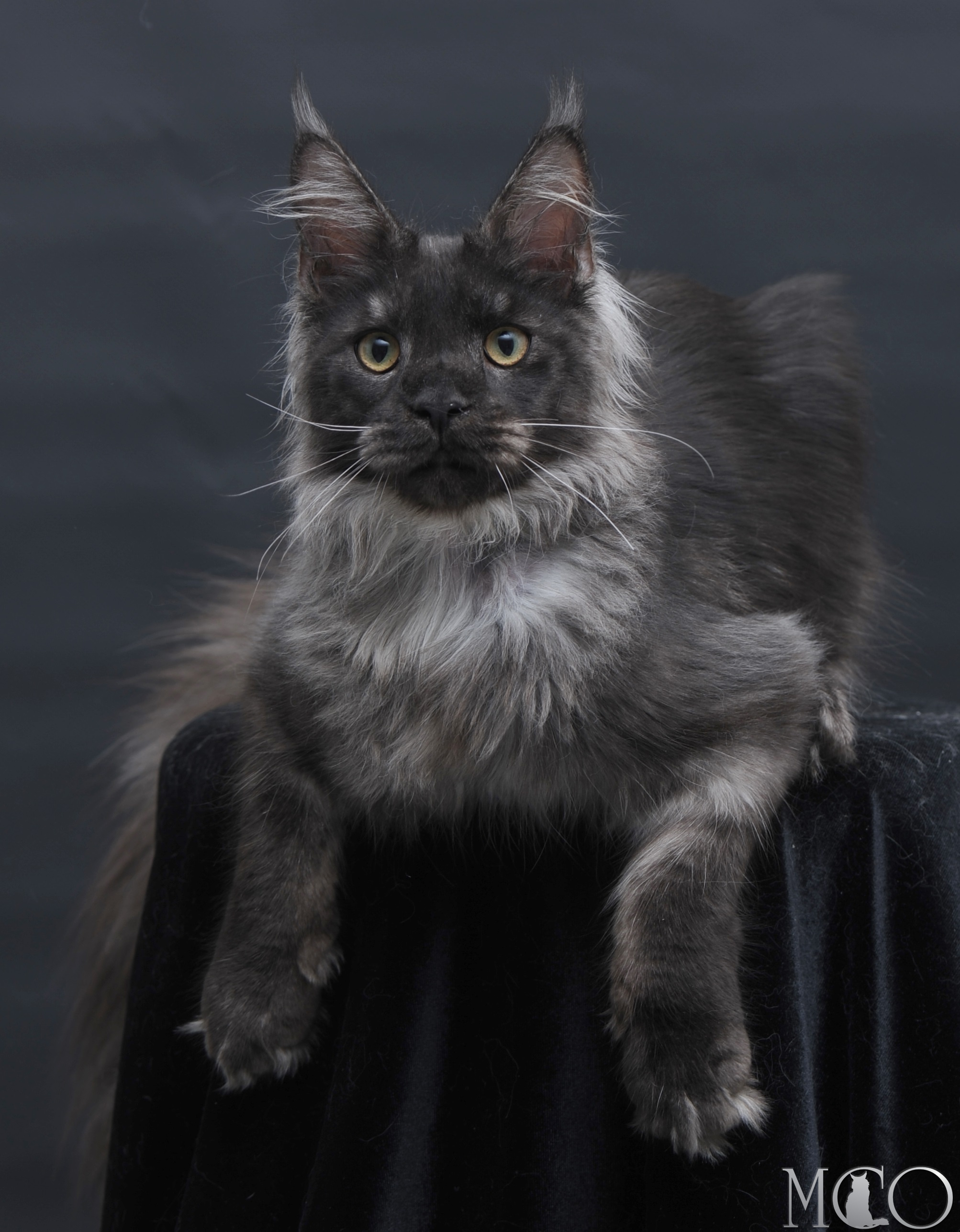 Купить котенка Мейн кун Diamond, ns