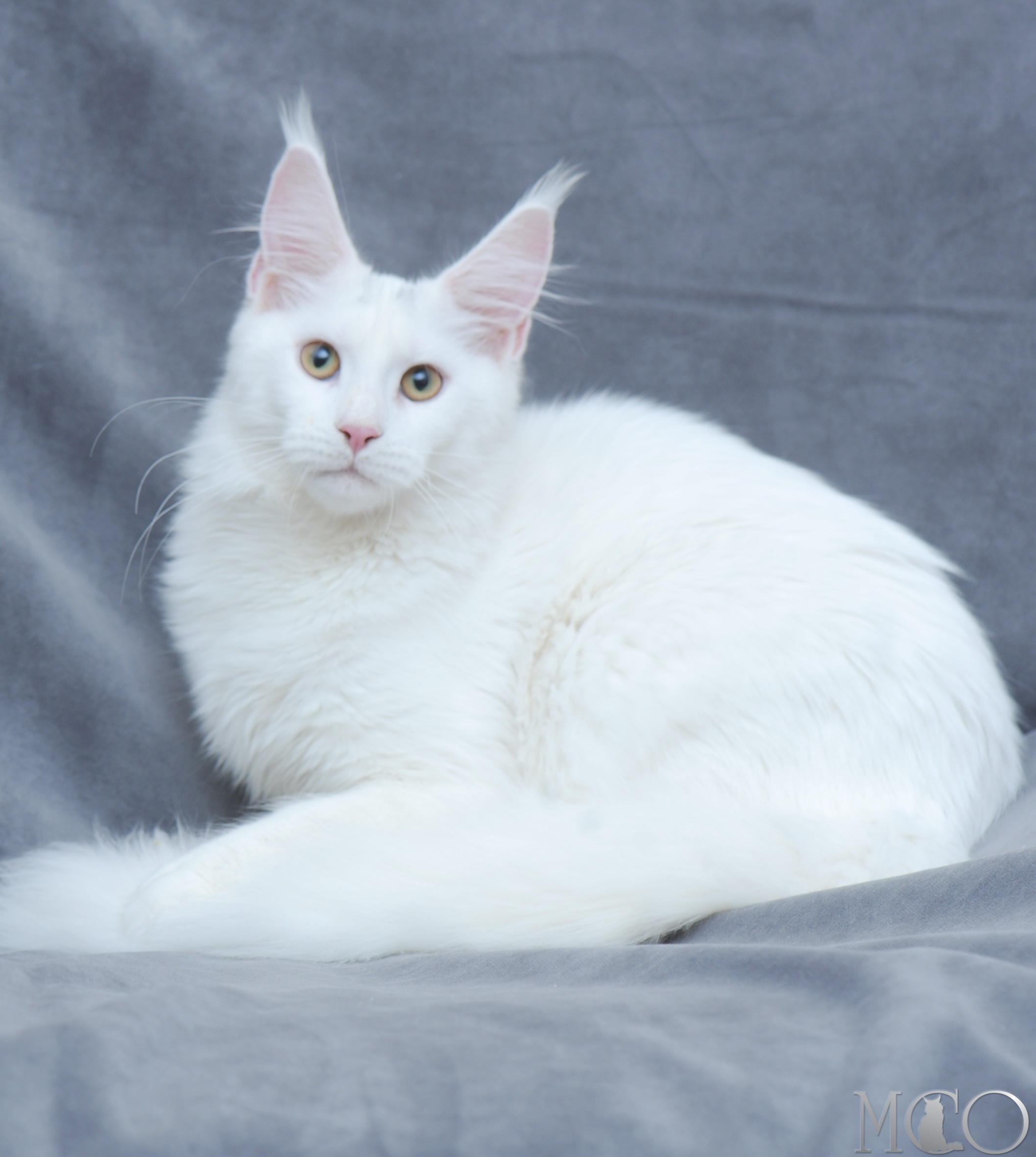Крупная кошка белого окраса с отличными породными данными.