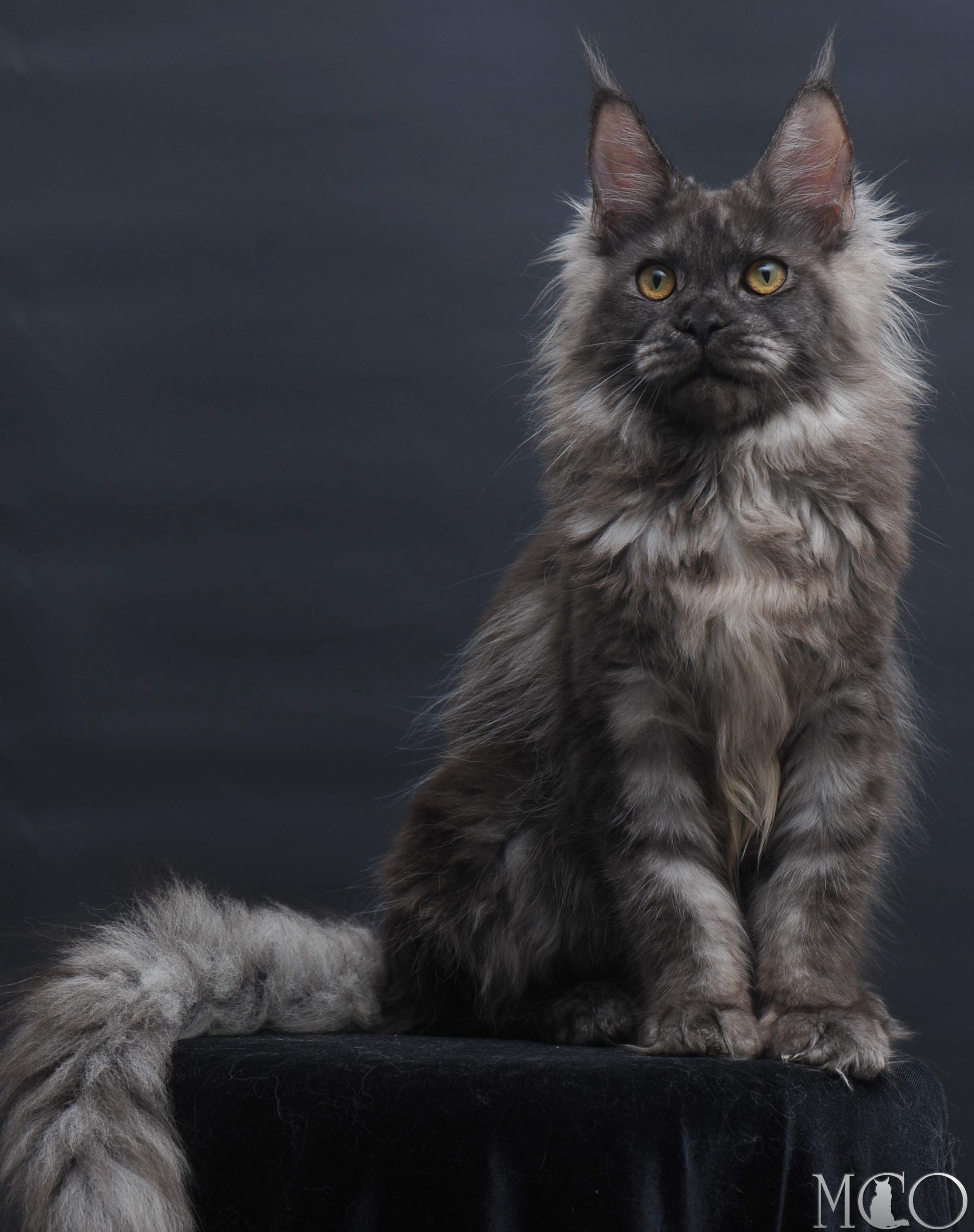 Купить котенка Мейн кун Esenia, ns
