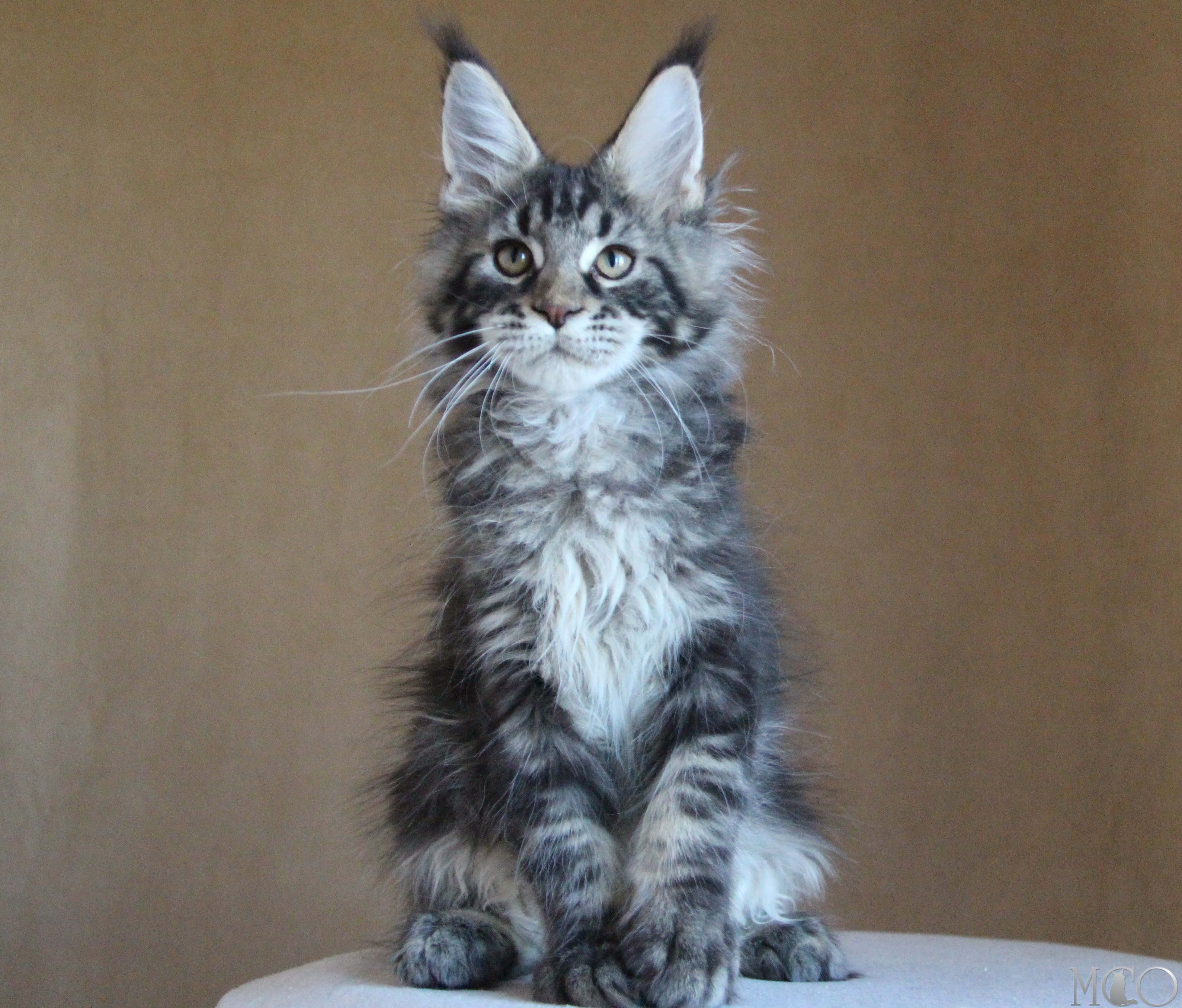 Купить котенка Мейн кун Bogard, n 22