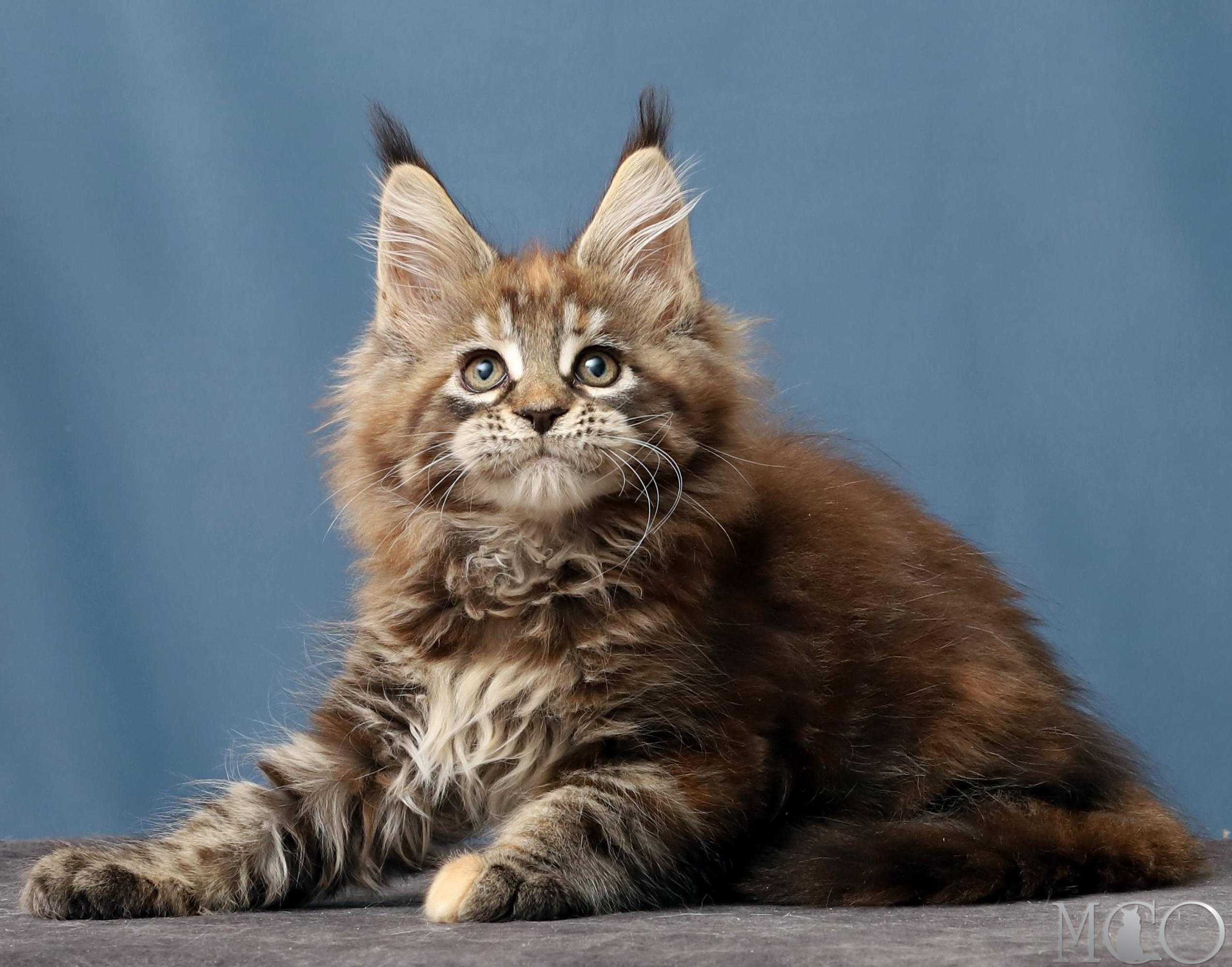Купить котенка Мейн кун Hanna, f 22