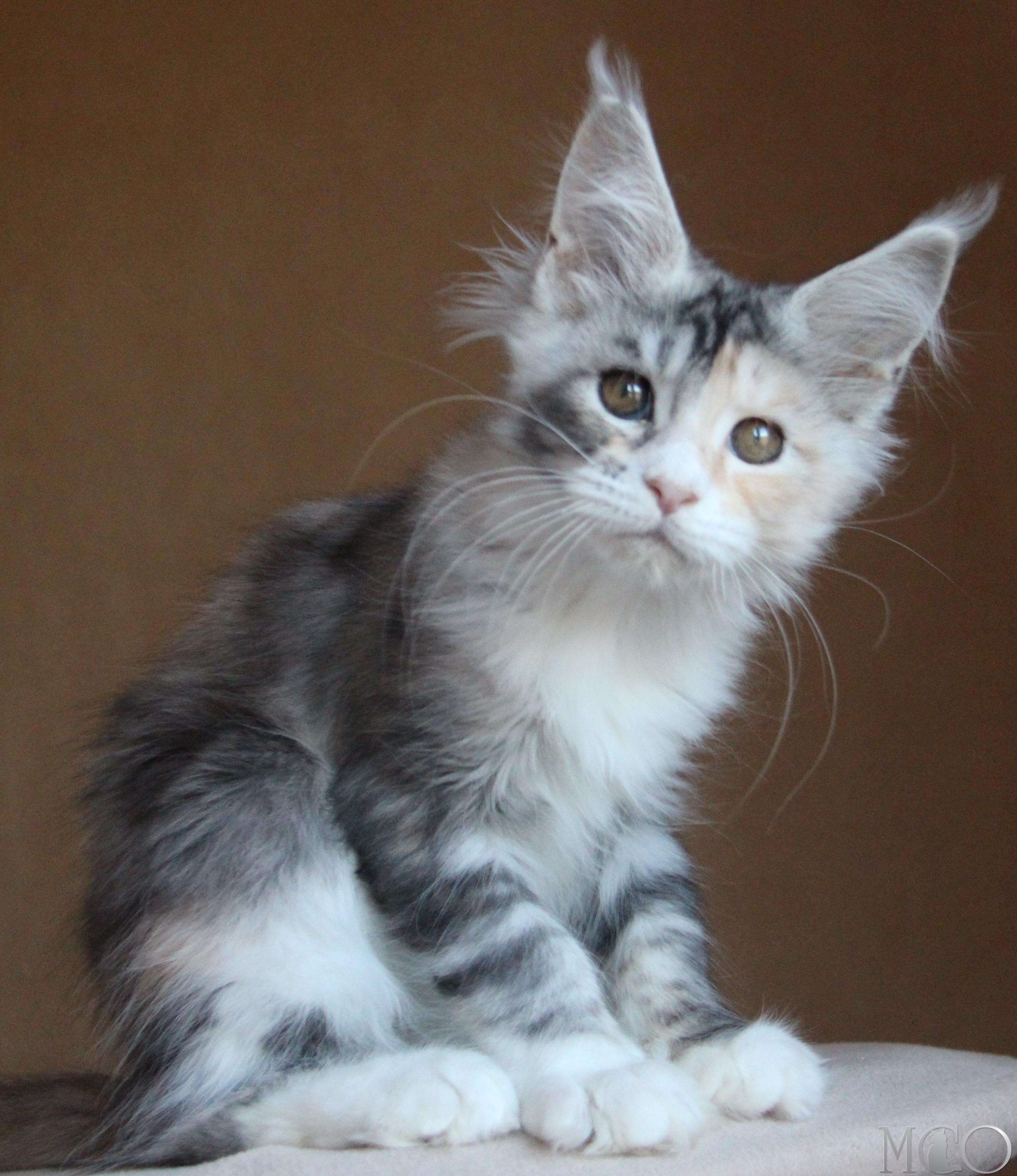 Купить котенка Мейн кун Coquette, fs 22 09