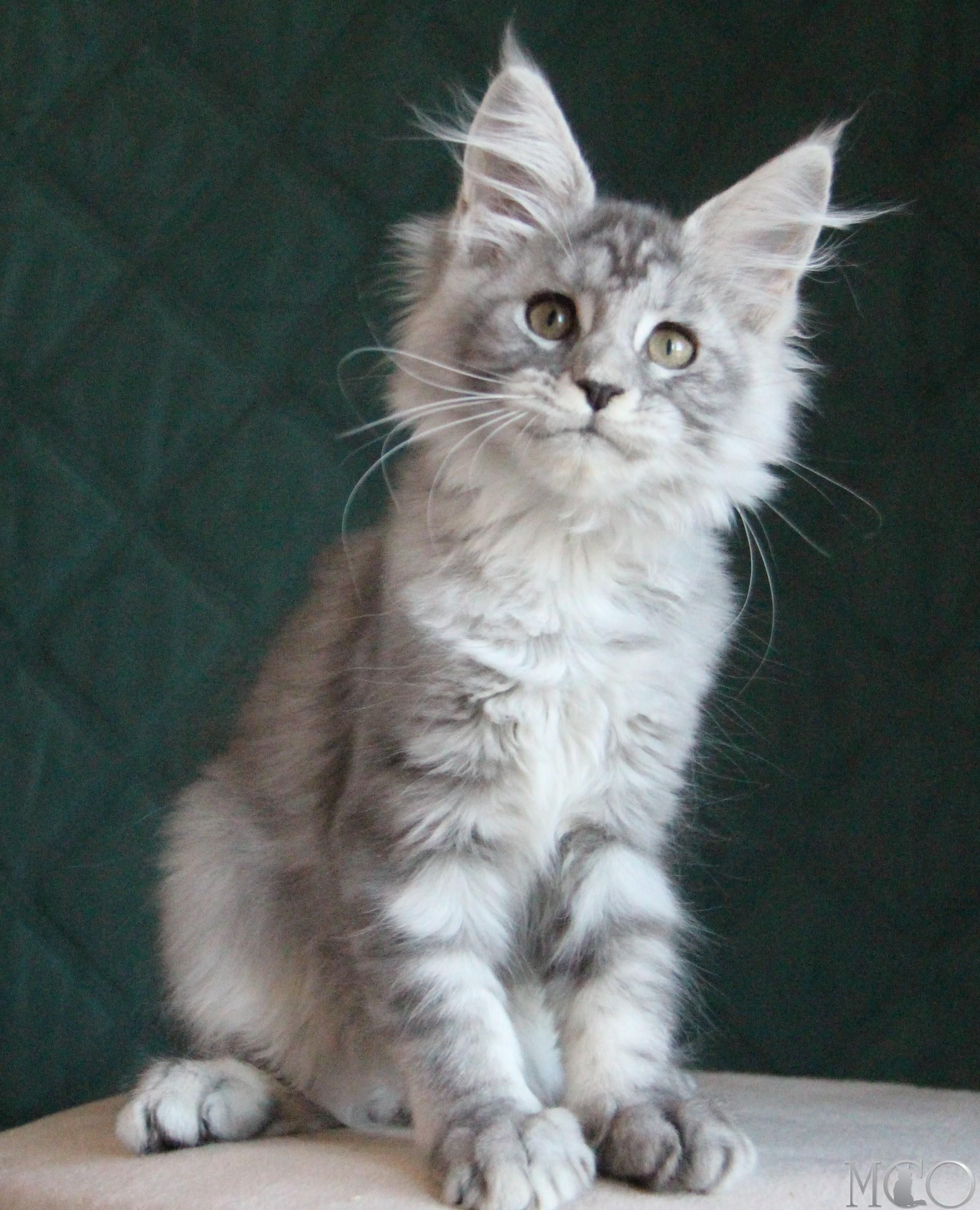 Купить котенка Мейн кун Clea, as 22