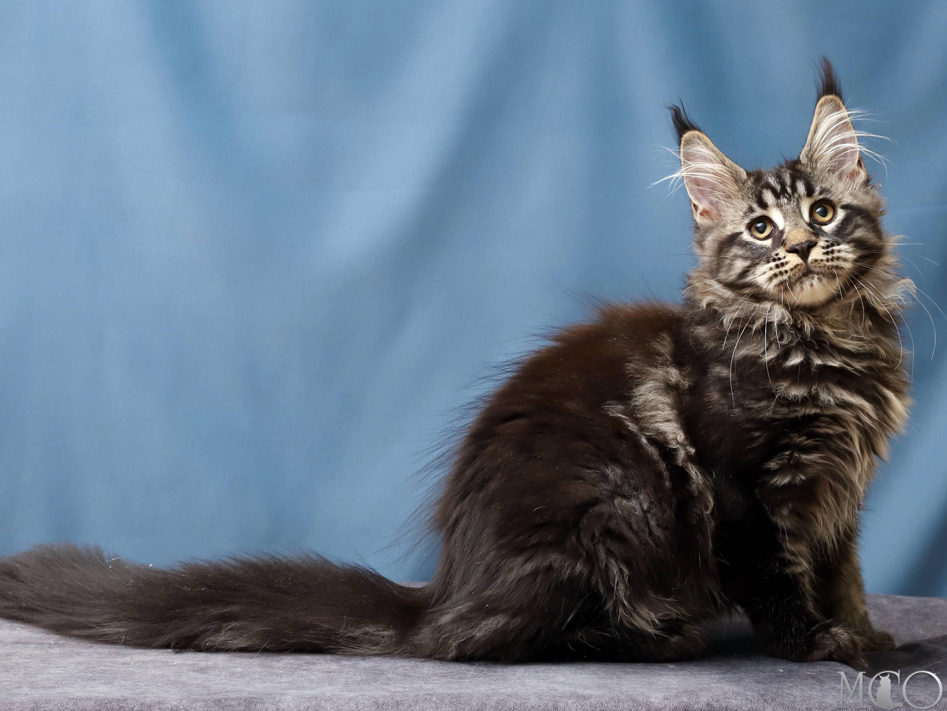 Купить котенка Мейн кун Chara, n 22