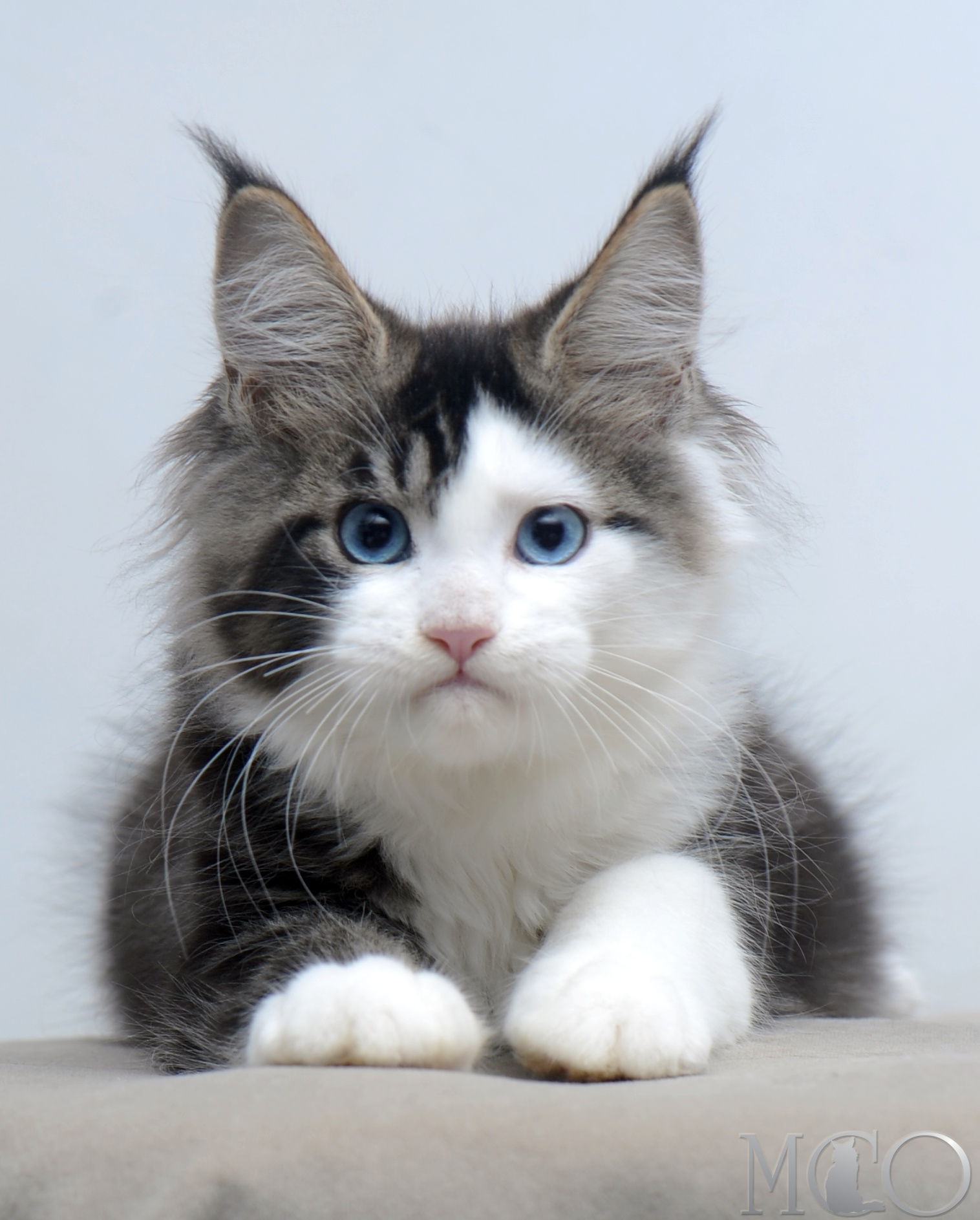 Купить котенка Мейн кун Vanessa (Голубоглазая), n2203