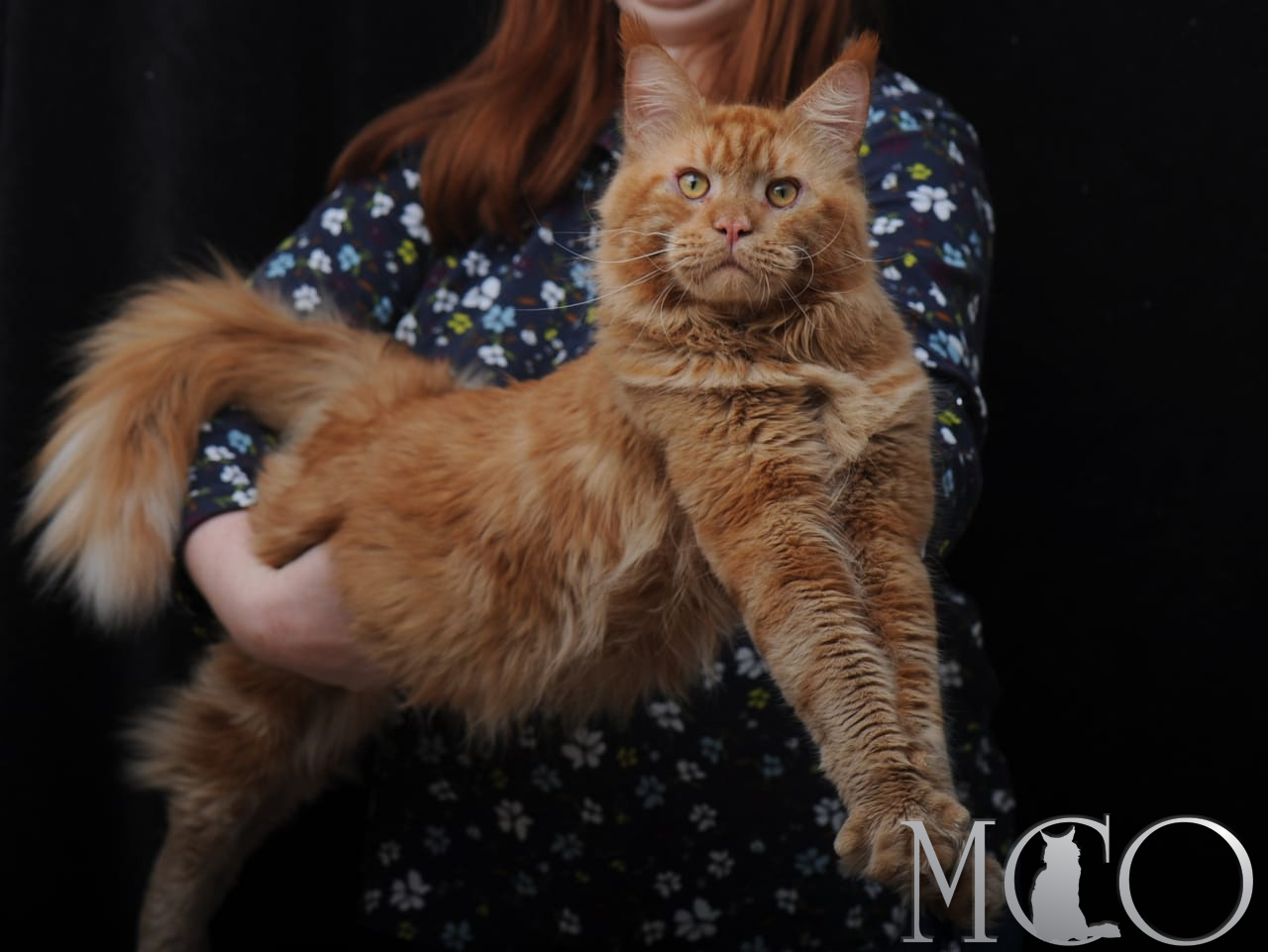  Коренастый, брутальный кот