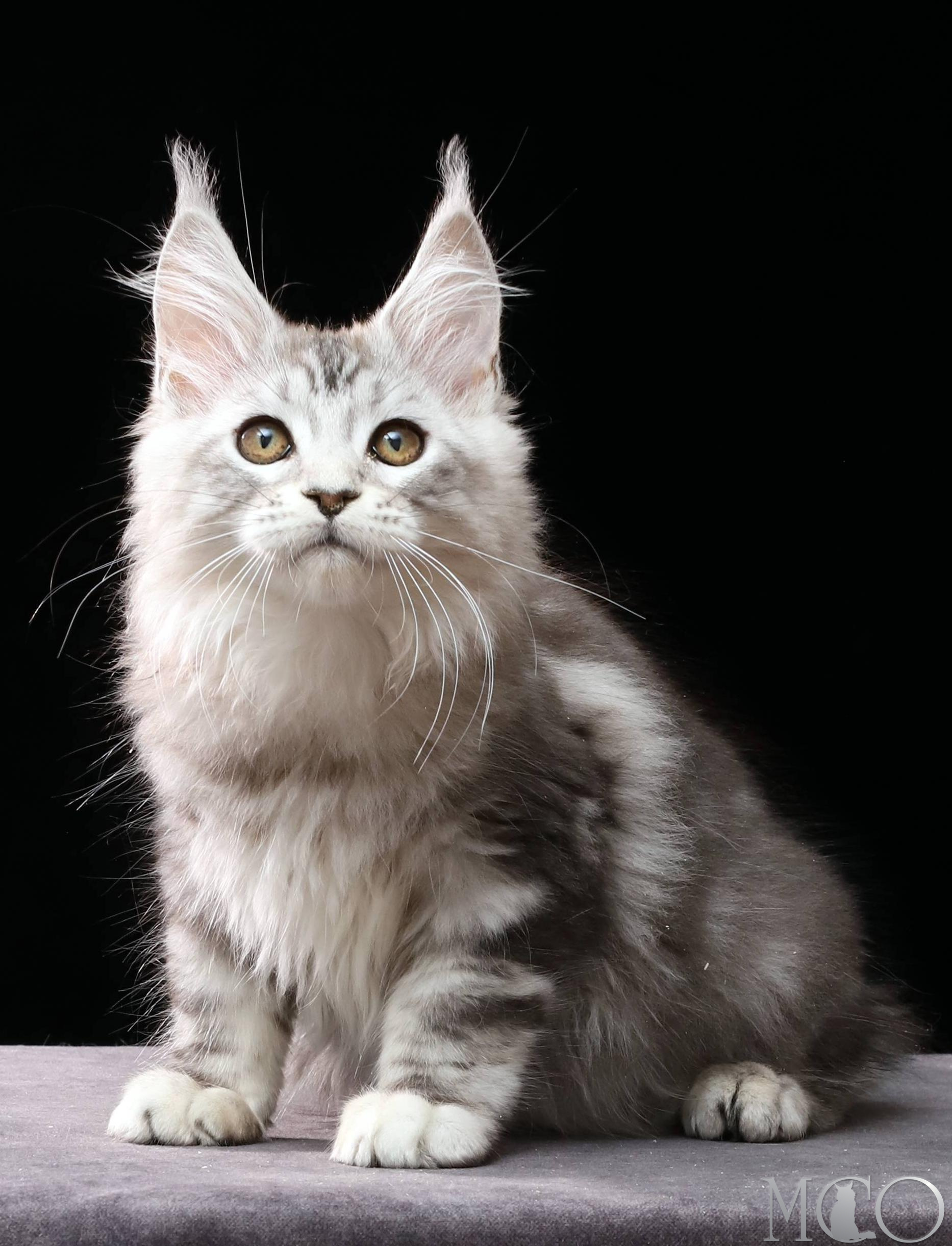 Купить котенка Мейн кун Dove, ns 22