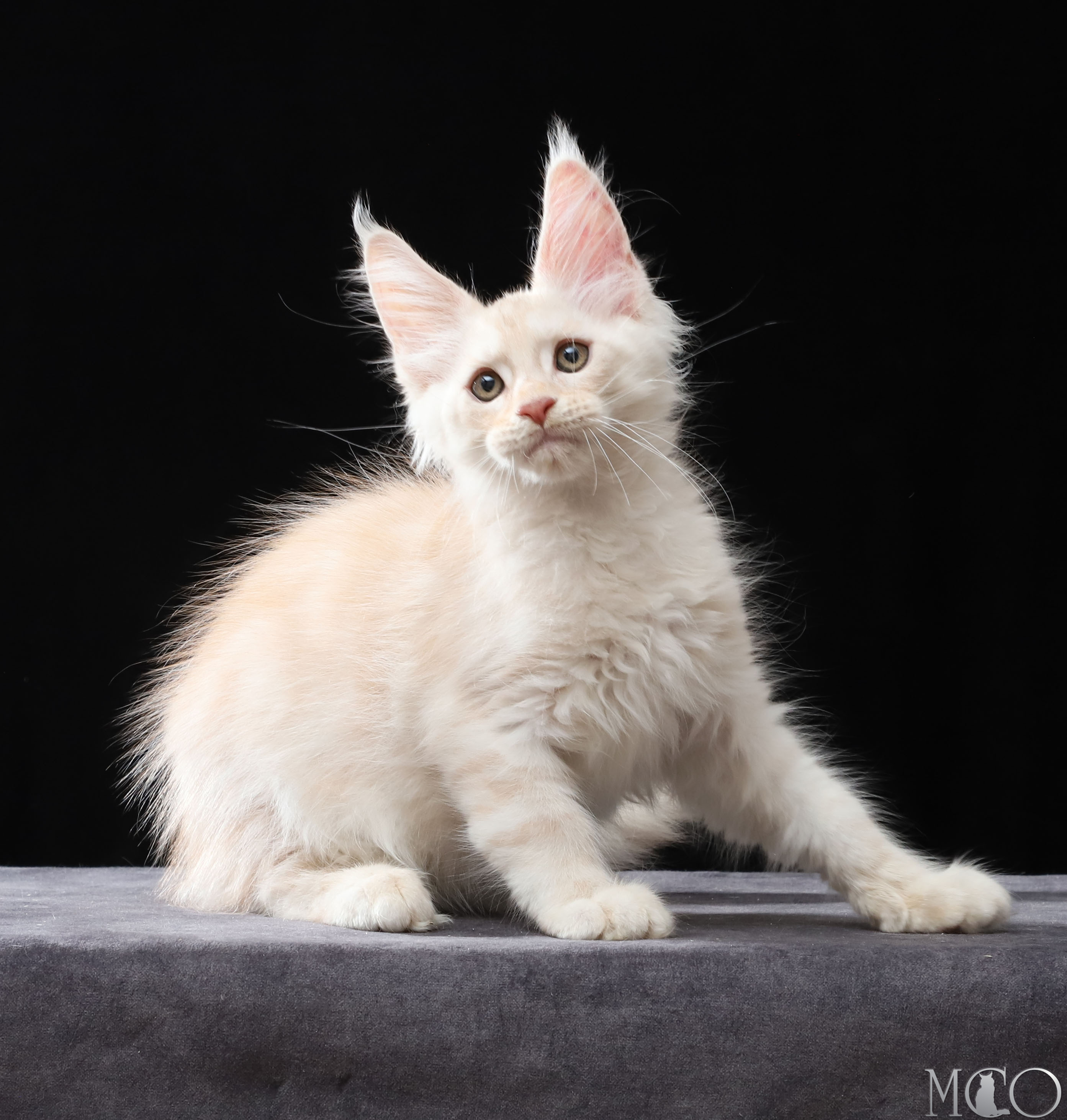 Купить котенка Мейн кун Vittorio, es 22