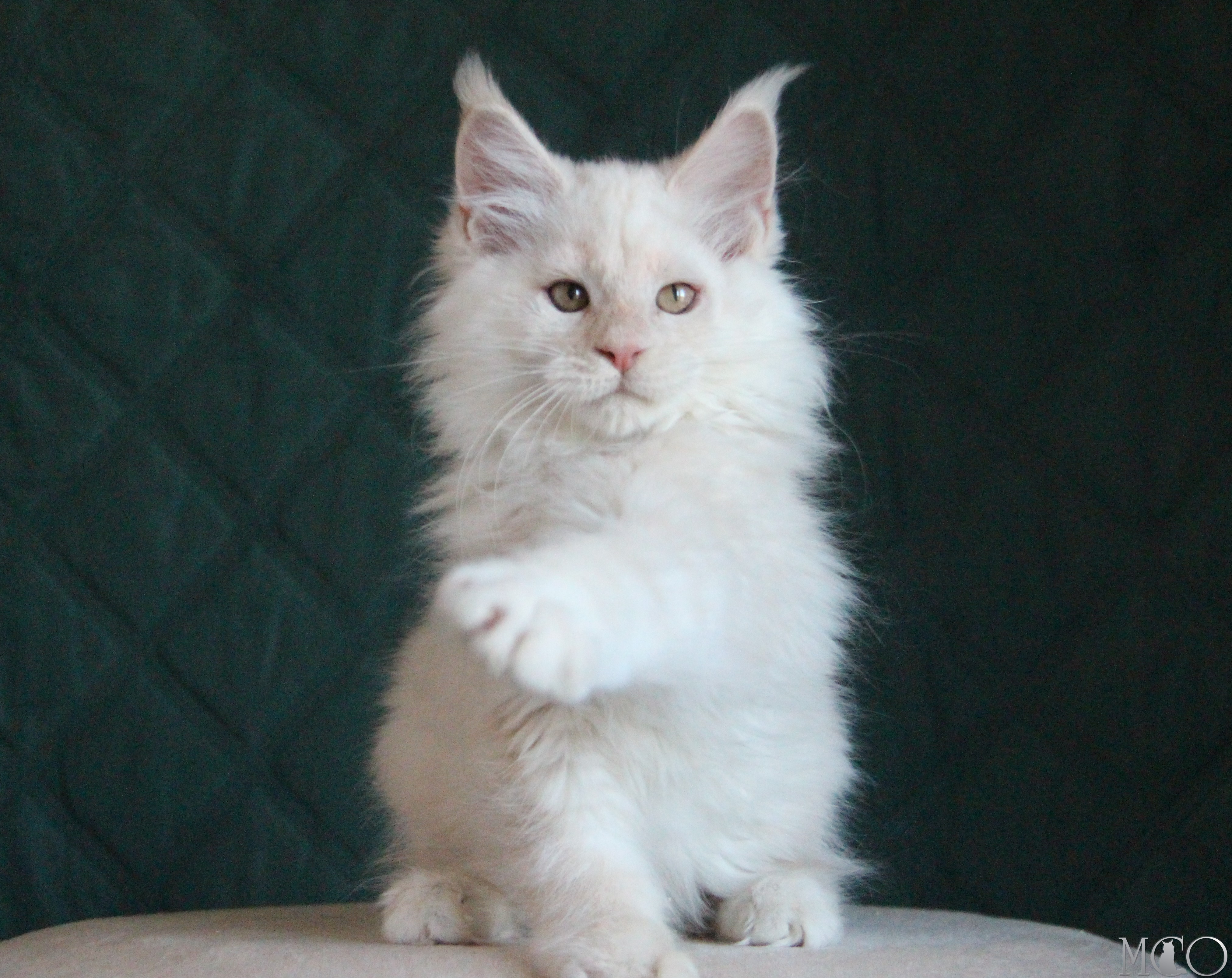 Купить котенка Мейн кун Lukum, ds 22
