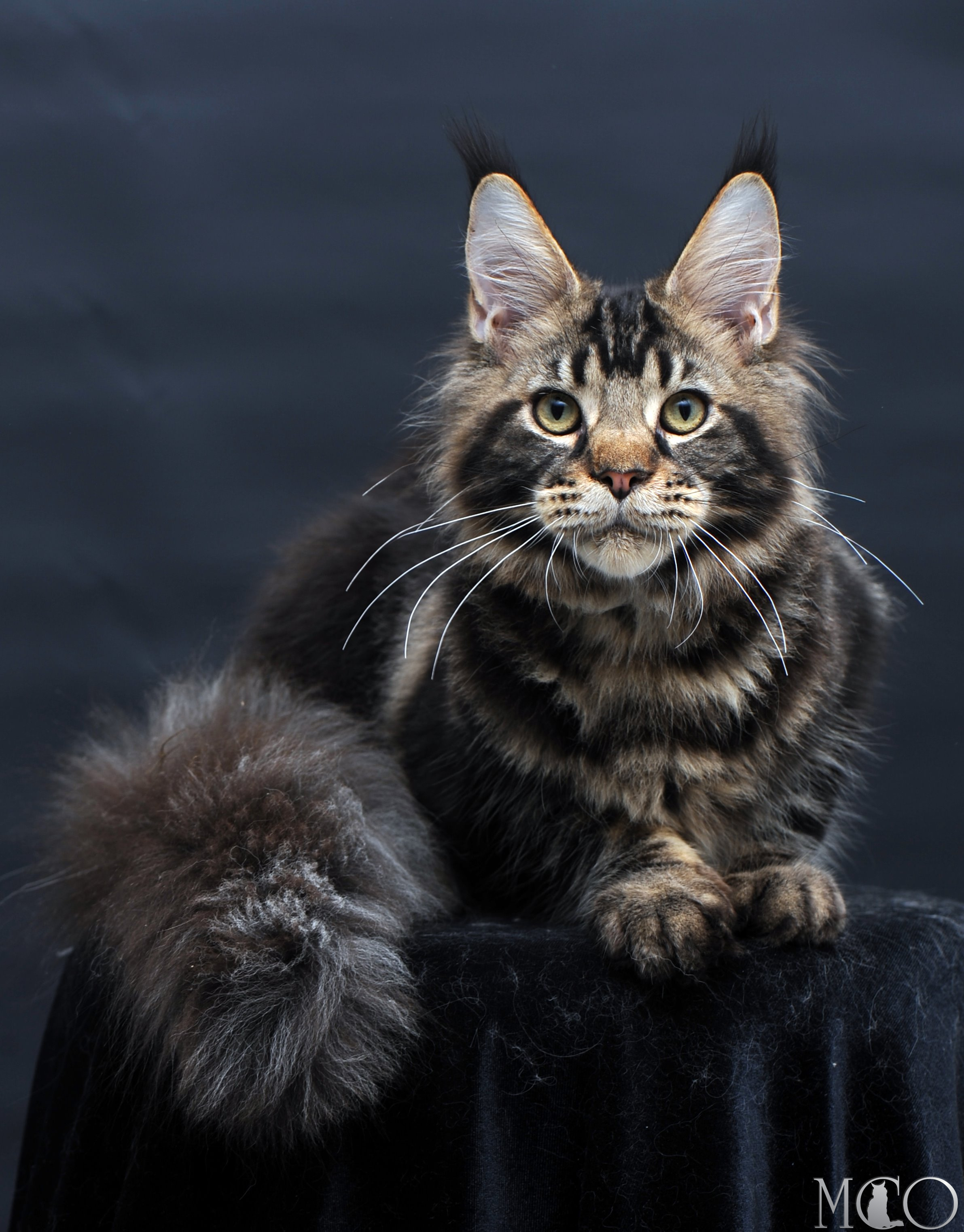Купить котенка Мейн кун Elvis, n 22