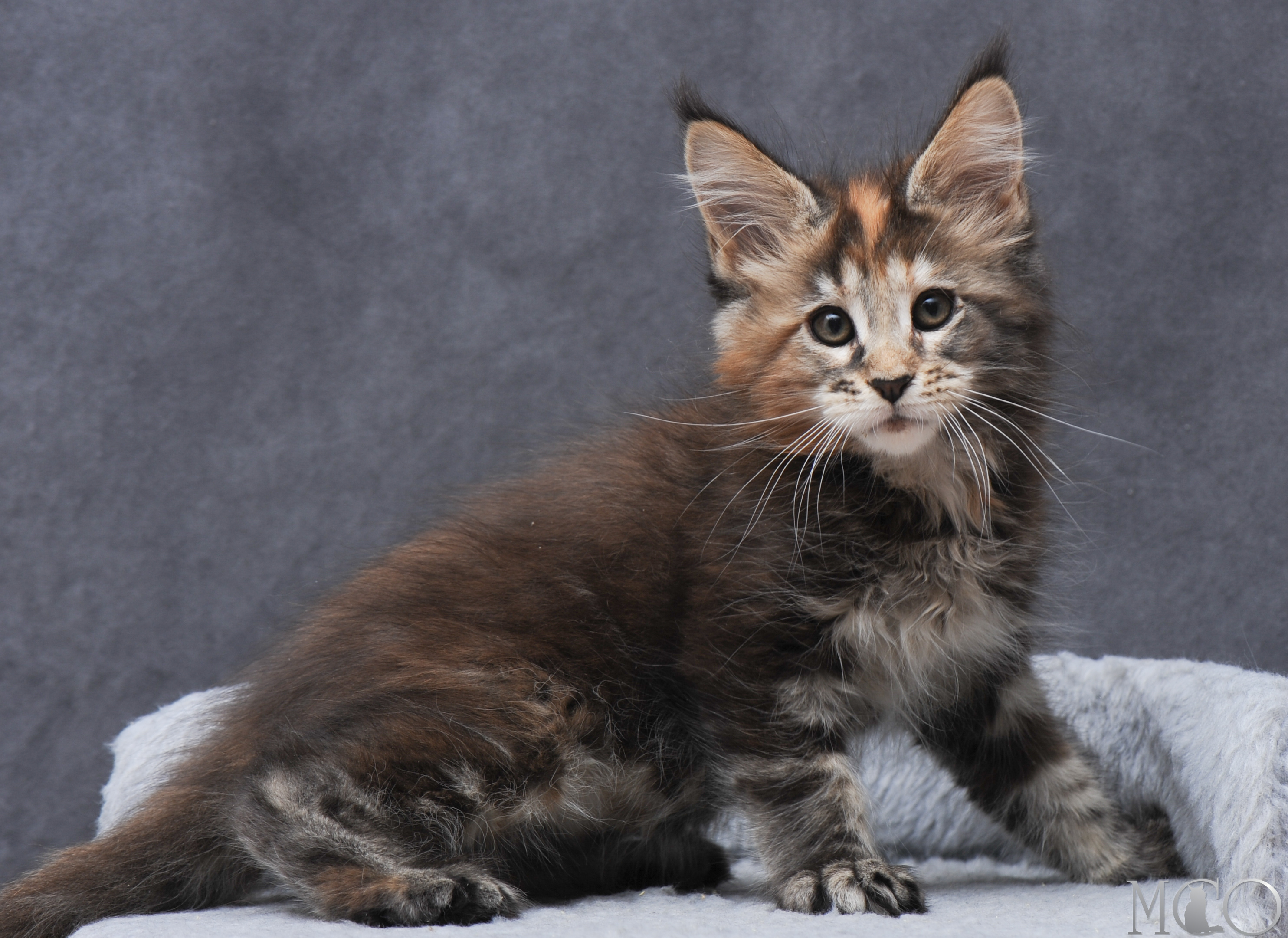 Купить котенка Мейн кун Gretta, f 22