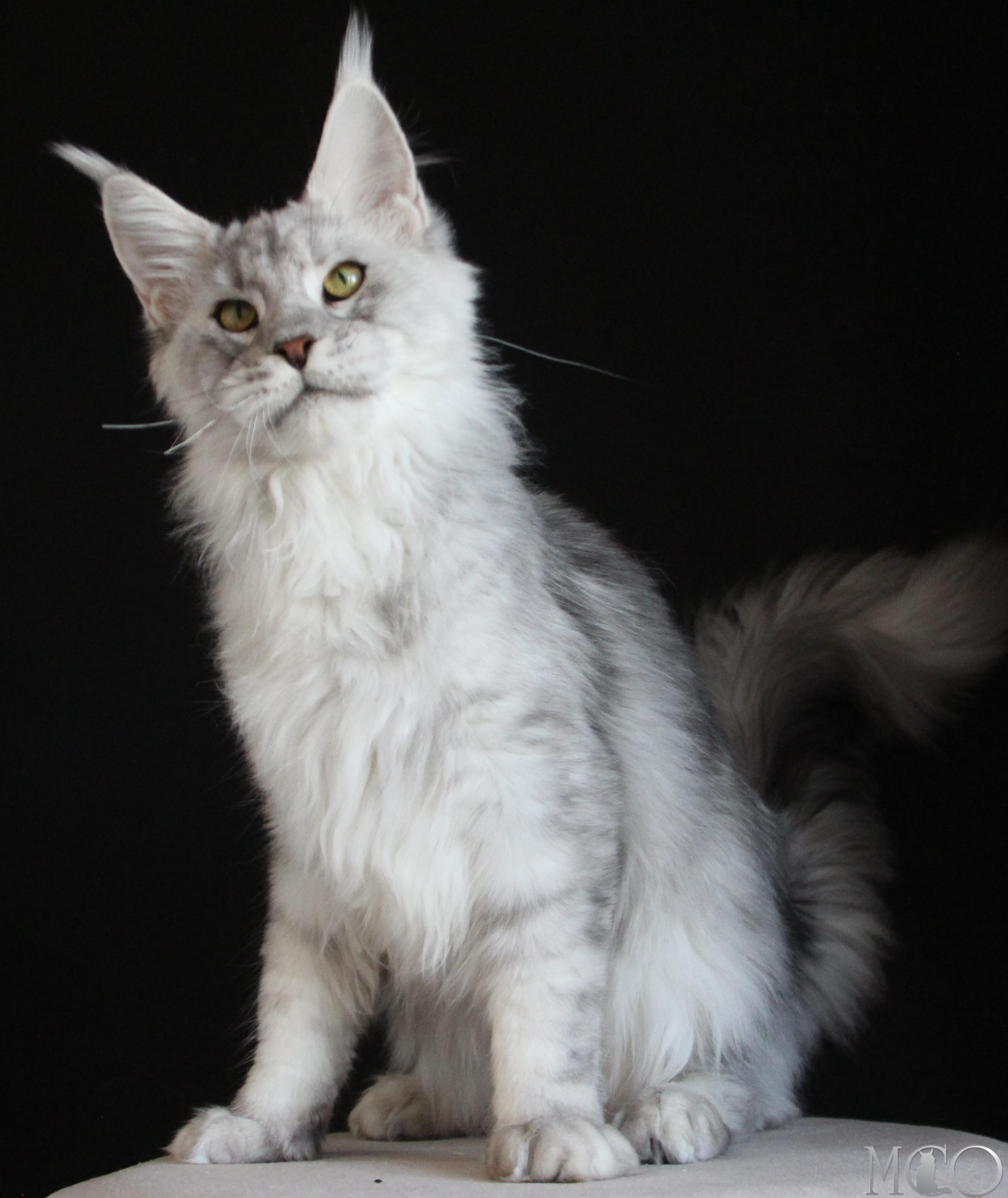 Купить котенка Мейн кун Glamour, ns 22 pale silver