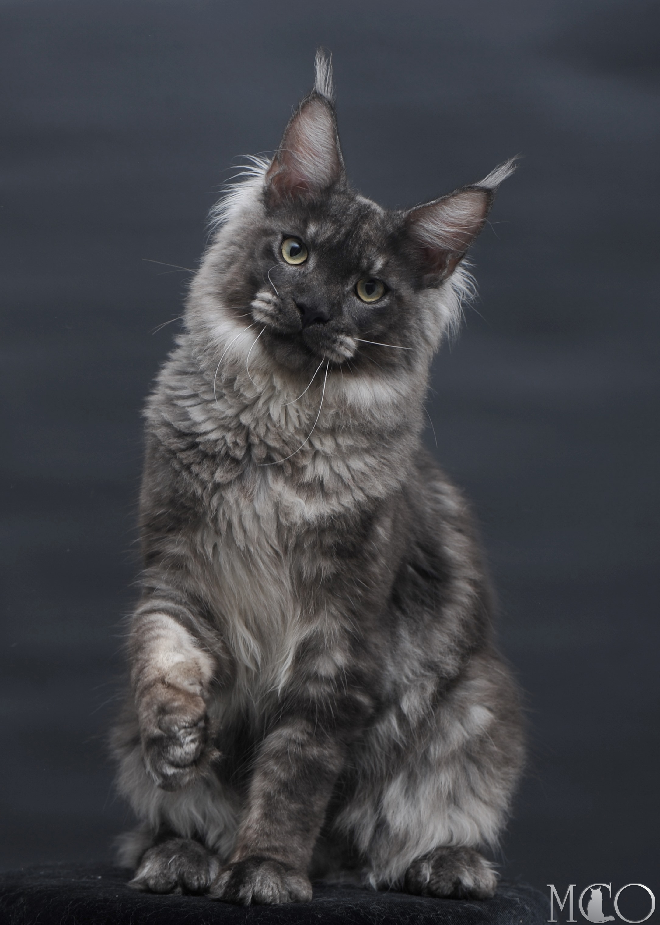 Купить котенка Мейн кун Casper, ns