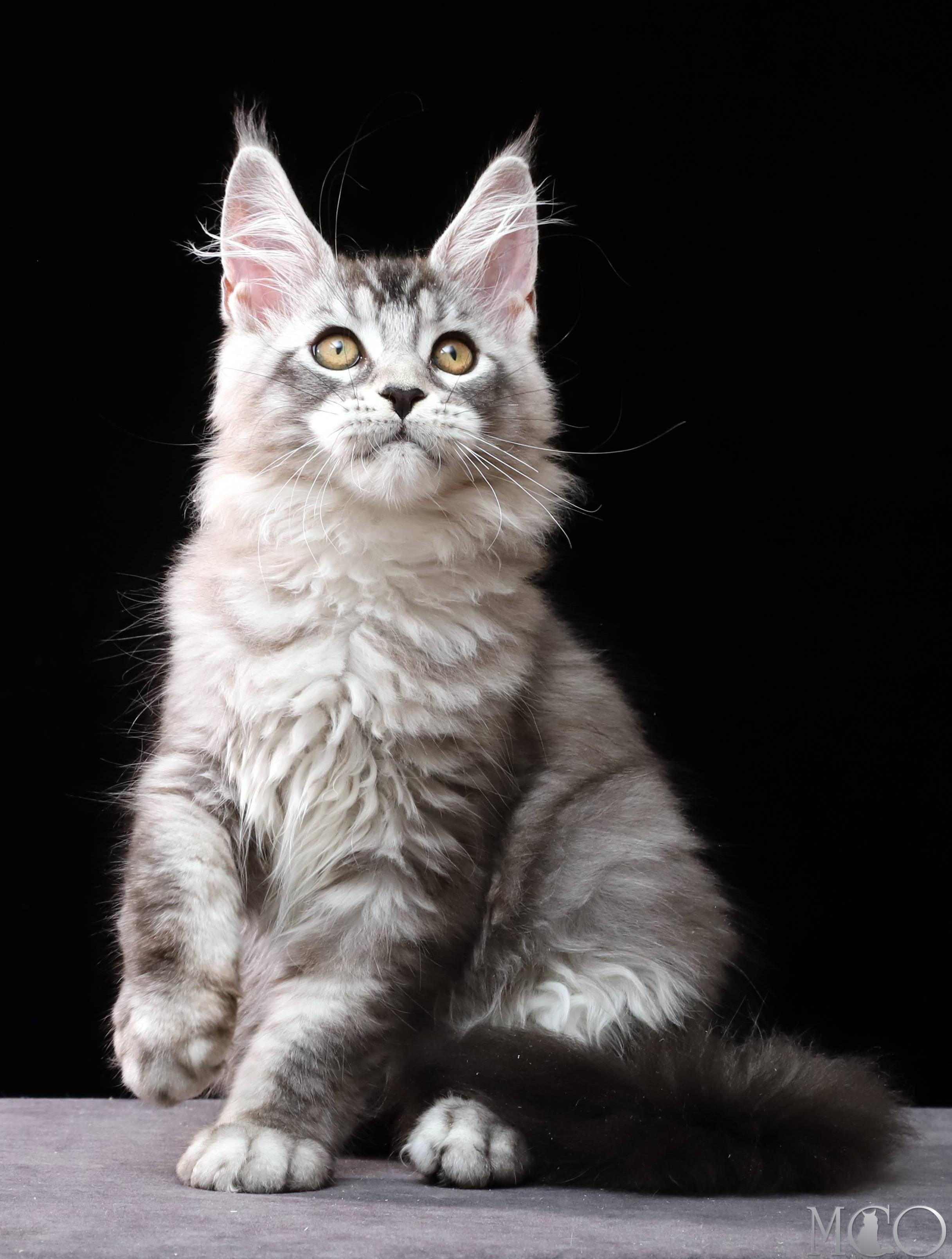 Купить котенка Мейн кун Delicious, ns 25