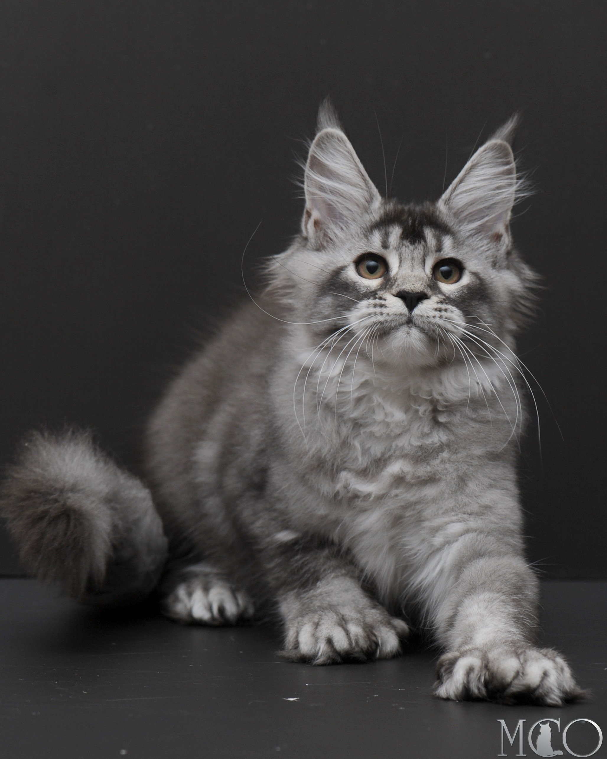 Купить котенка Мейн кун Kiana, ns 25