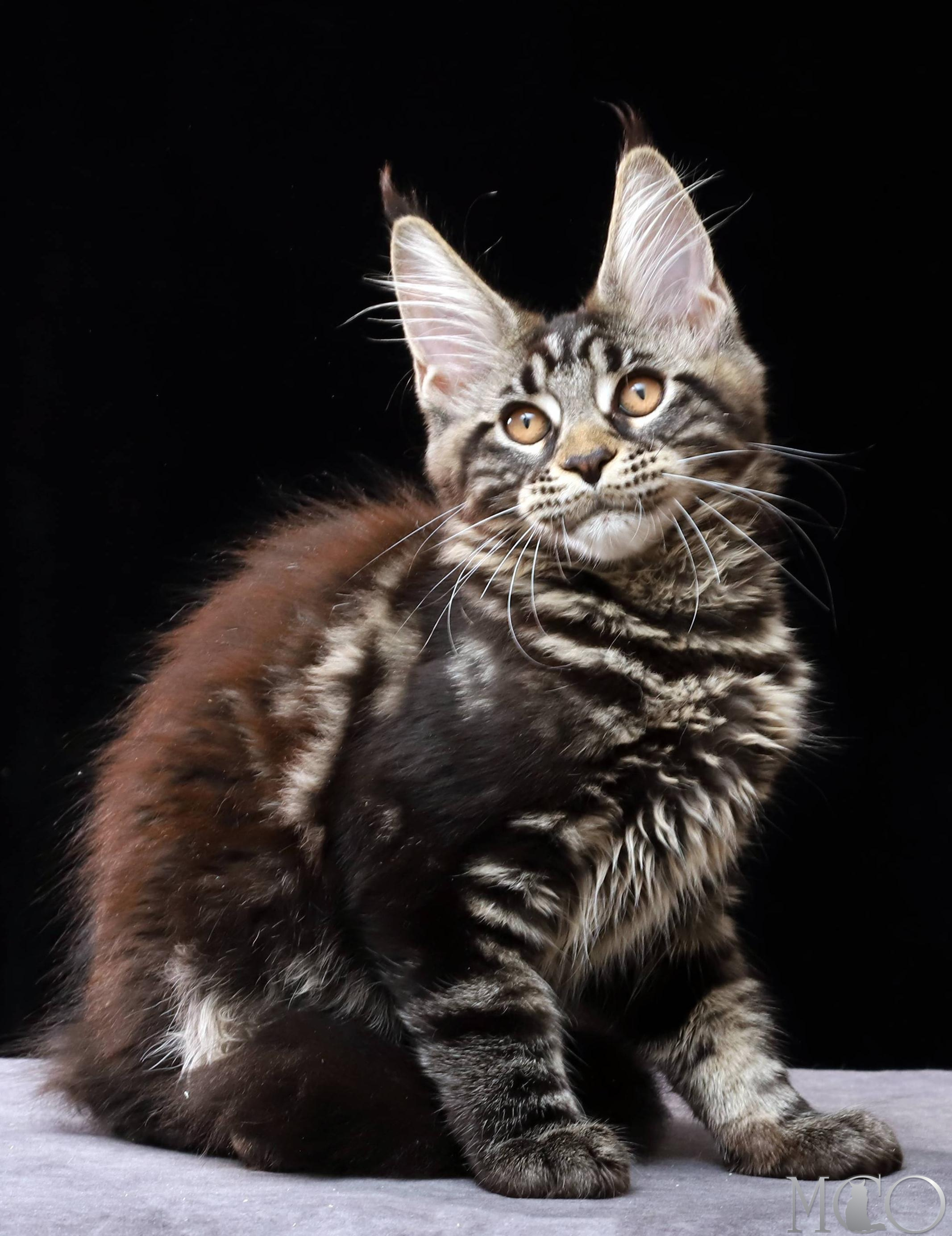 Купить котенка Мейн кун Clementina, n 22