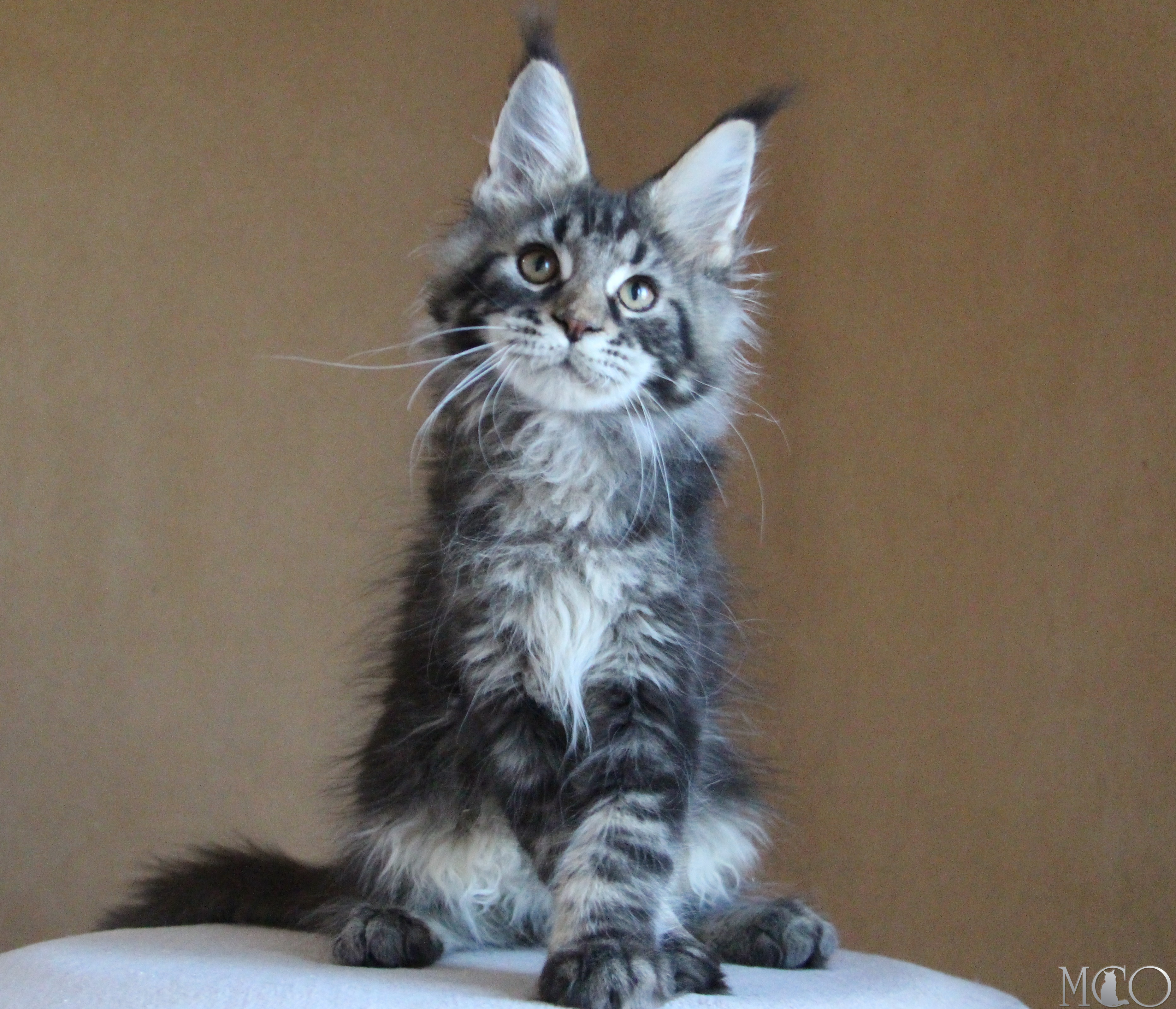 Купить котенка Мейн кун Bogard, n 22