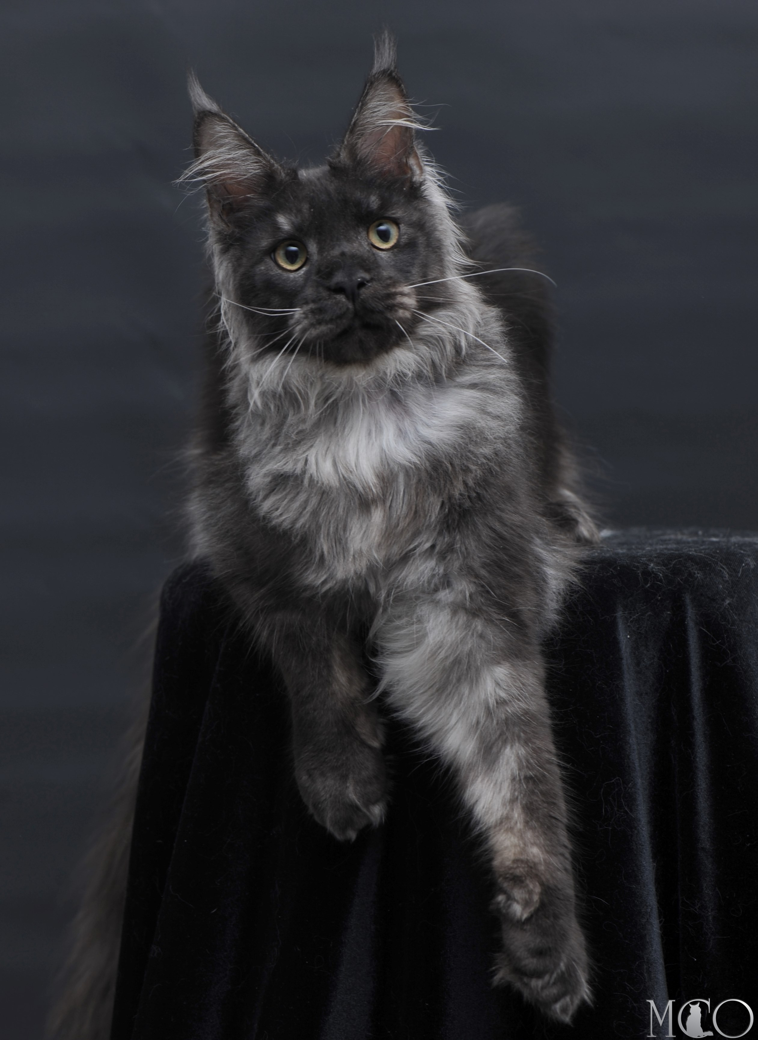 Купить котенка Мейн кун Diamond, ns