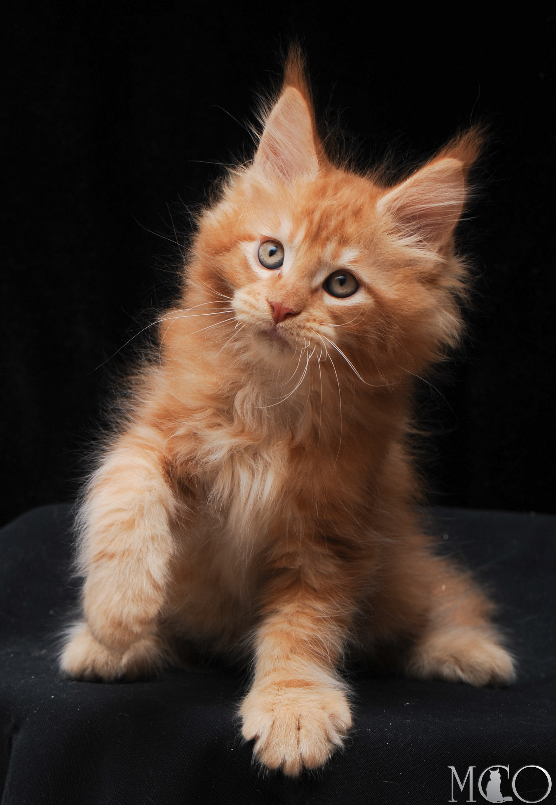 Купить котенка Мейн кун Elegant, d