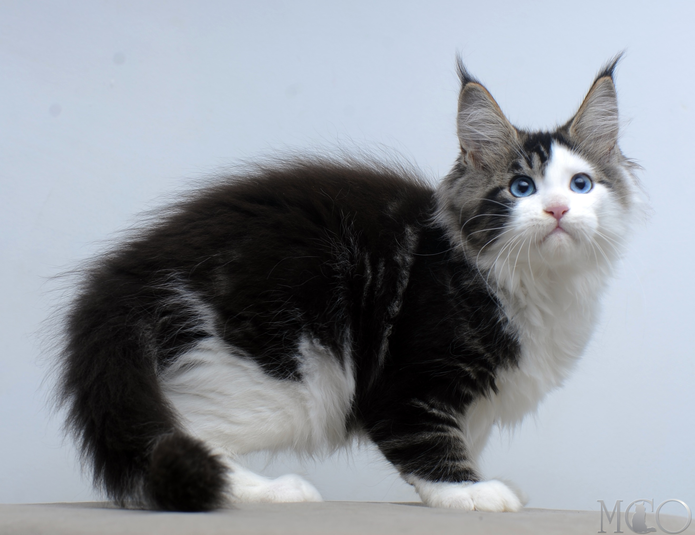Купить котенка Мейн кун Vanessa (Голубоглазая), n2203