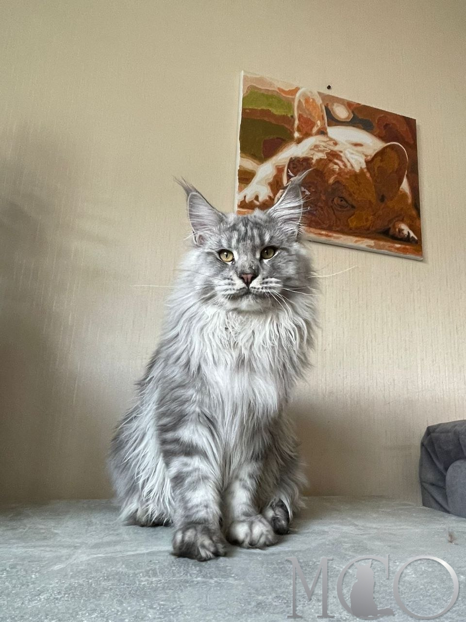  огромный серебрянный кот