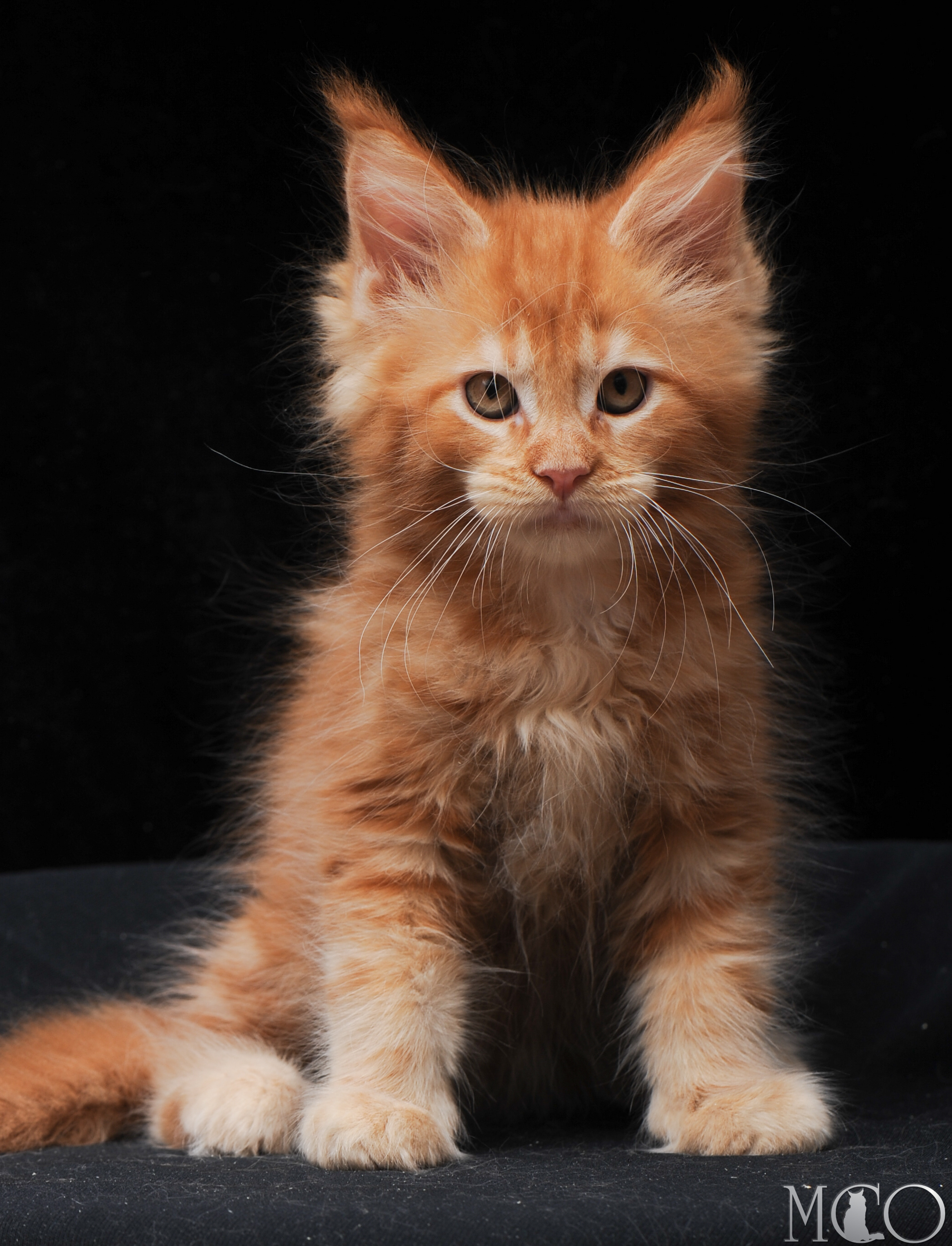 Купить котенка Мейн кун Eddy, d