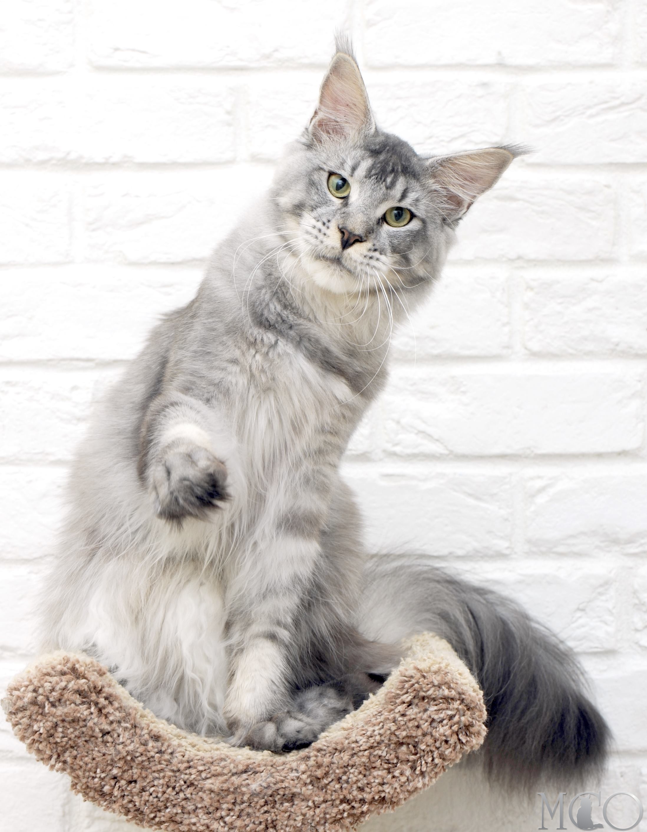 Шикарная крупная кошка в окрасе серебряный тик. Чистая генетика, отличный характер