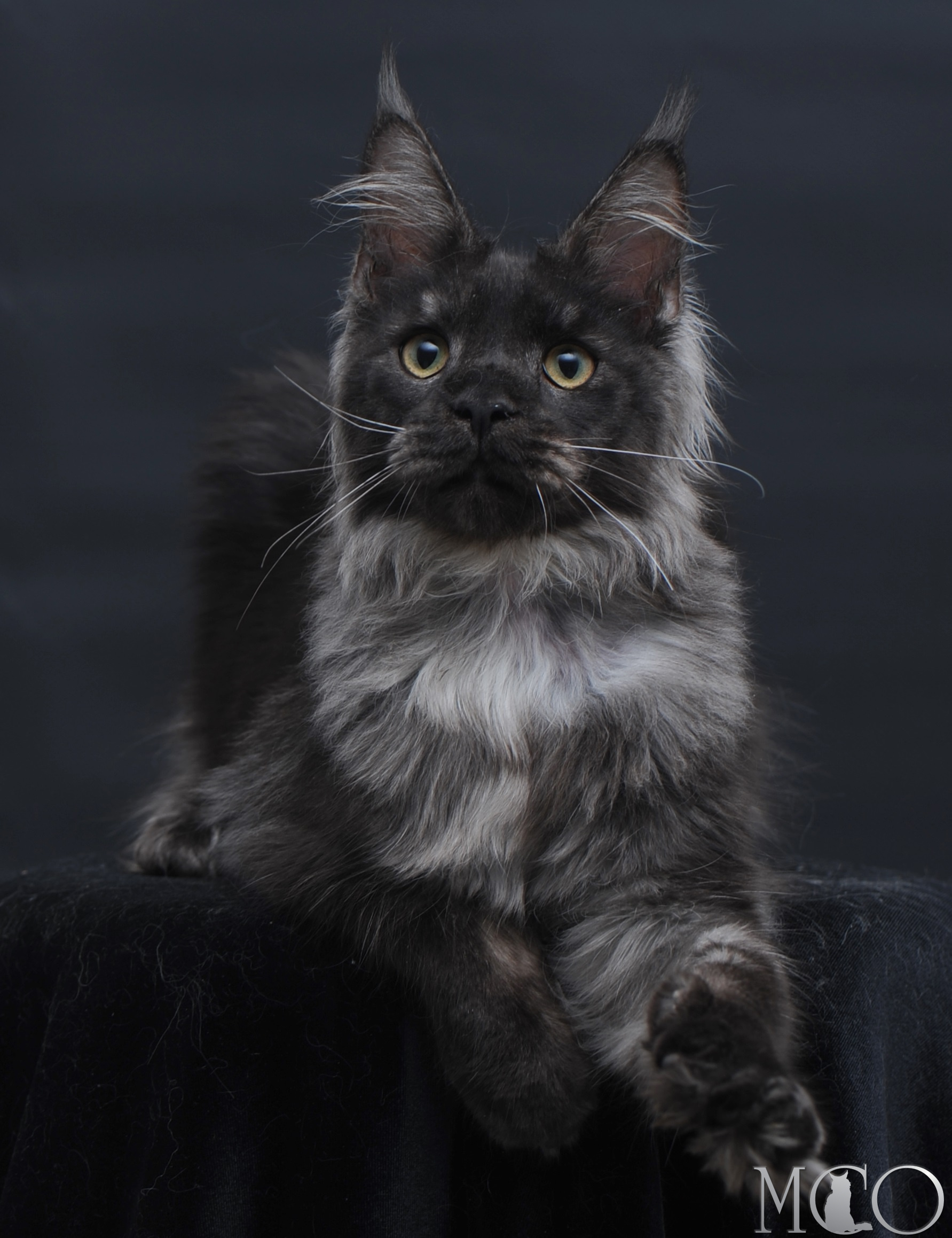 Купить котенка Мейн кун Diamond, ns
