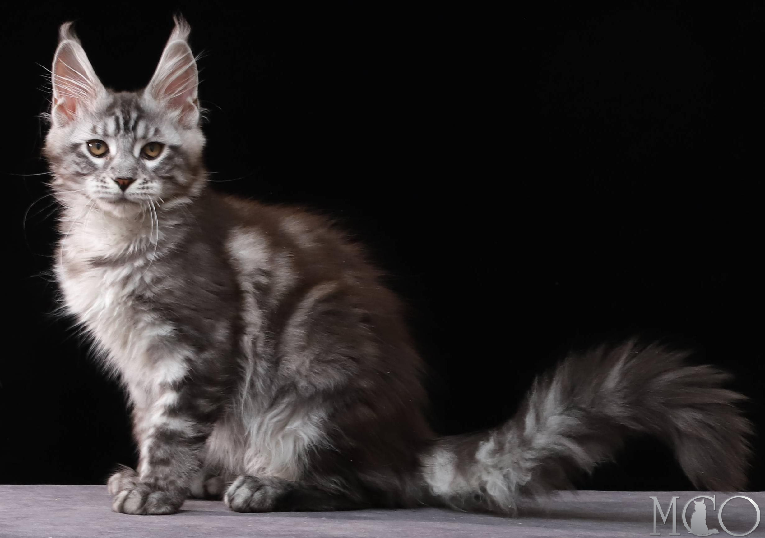 Купить котенка Мейн кун Cameron, ns 22