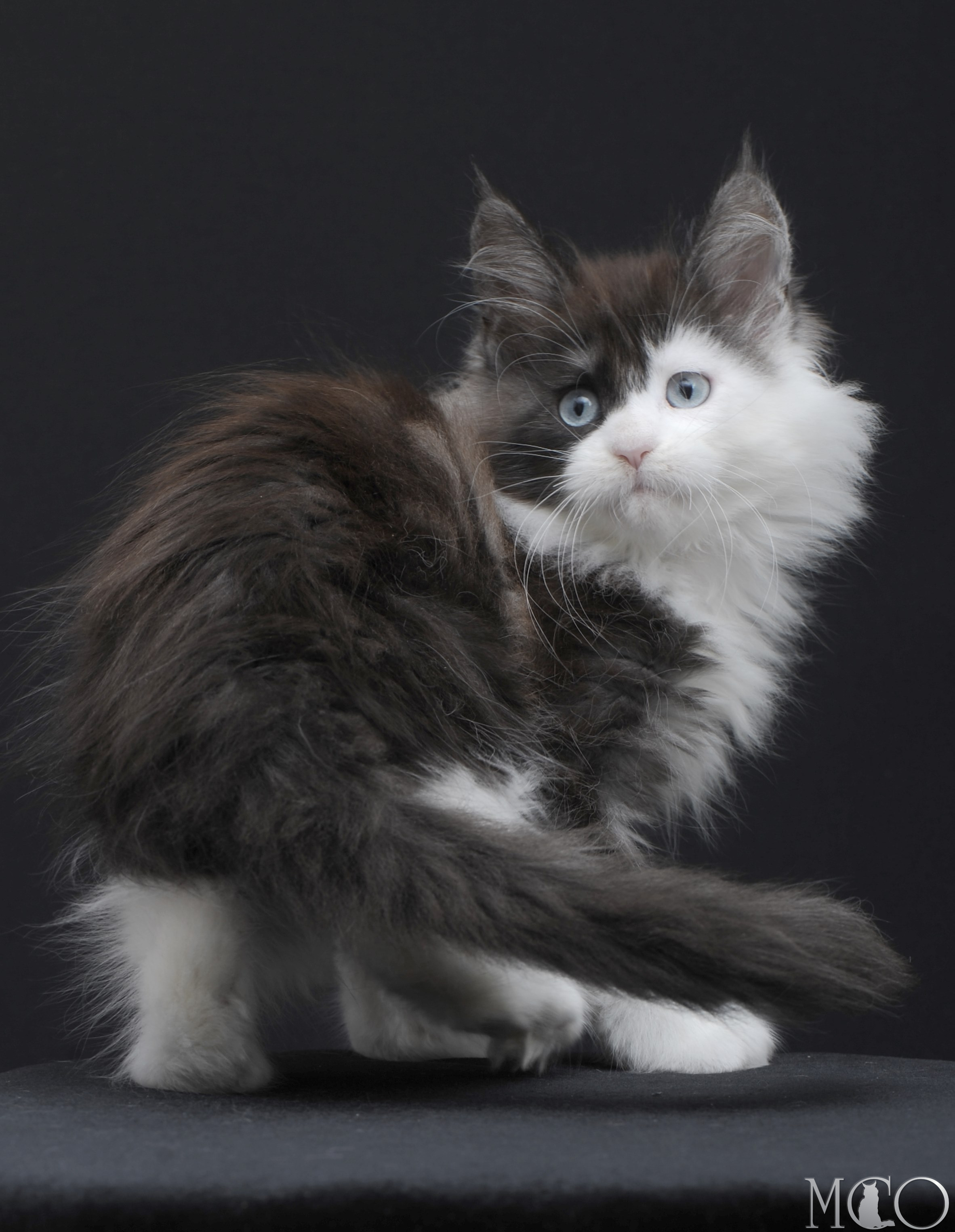 Купить котенка Мейн кун Wonder, ns 03 w61