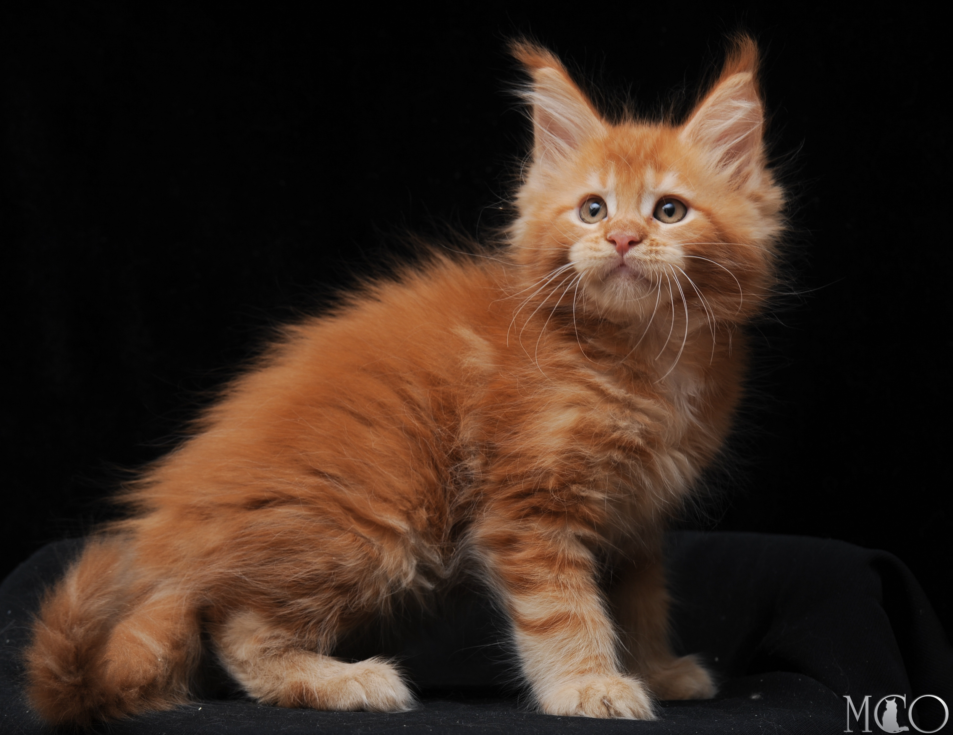 Купить котенка Мейн кун Eddy, d