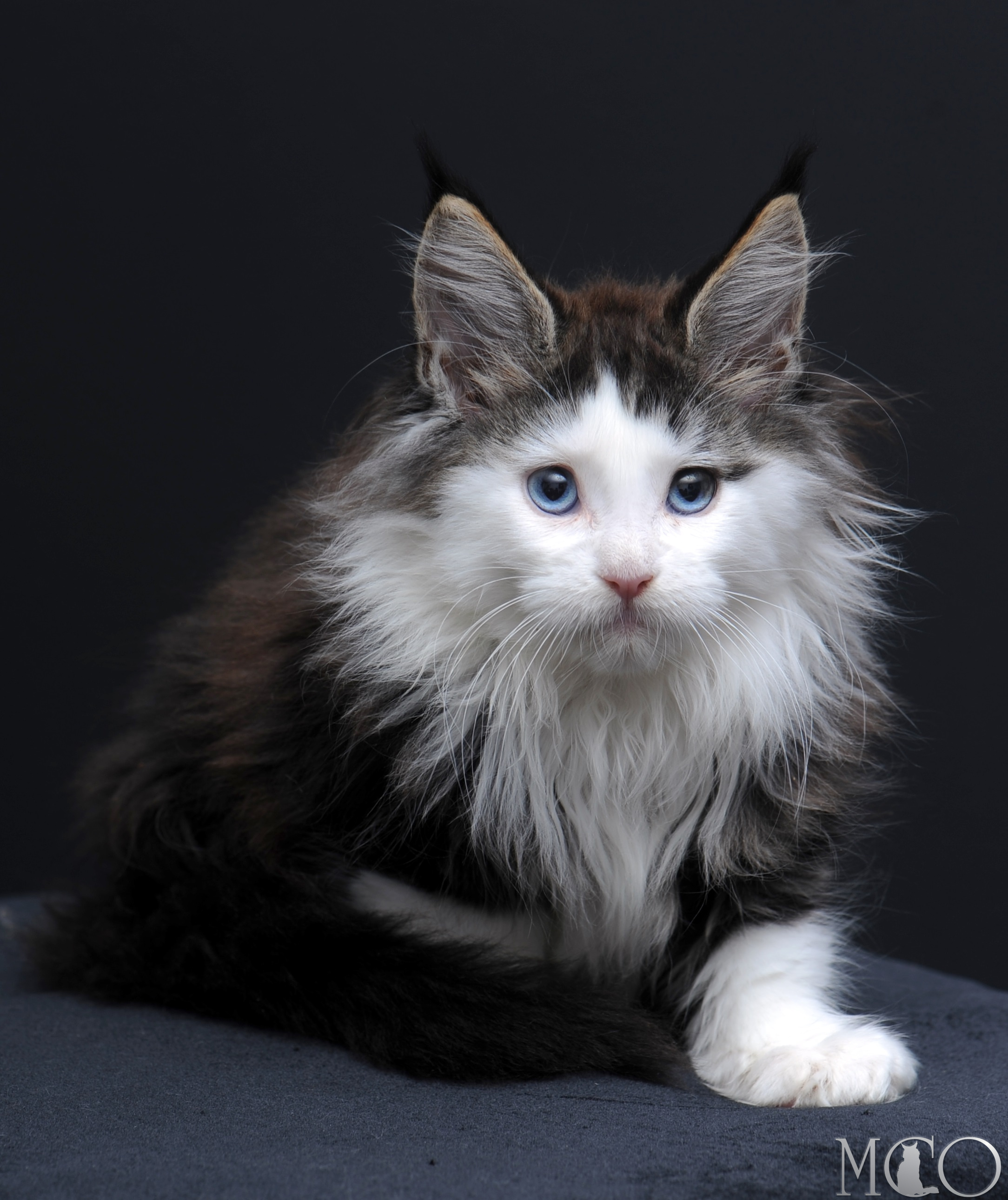 Купить котенка Мейн кун Vesta (Голубоглазая), n2203