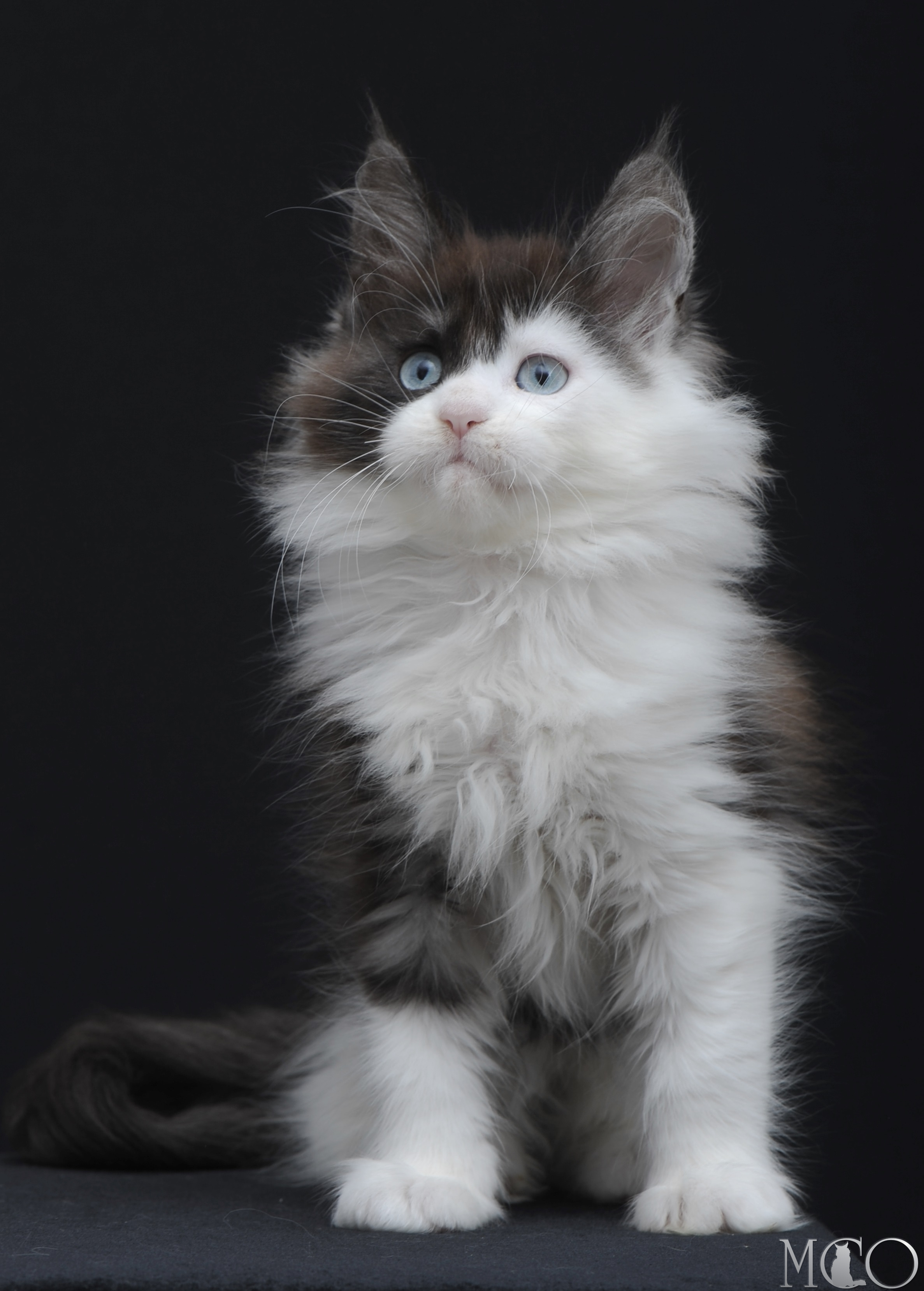 Купить котенка Мейн кун Wonder, ns 03 w61