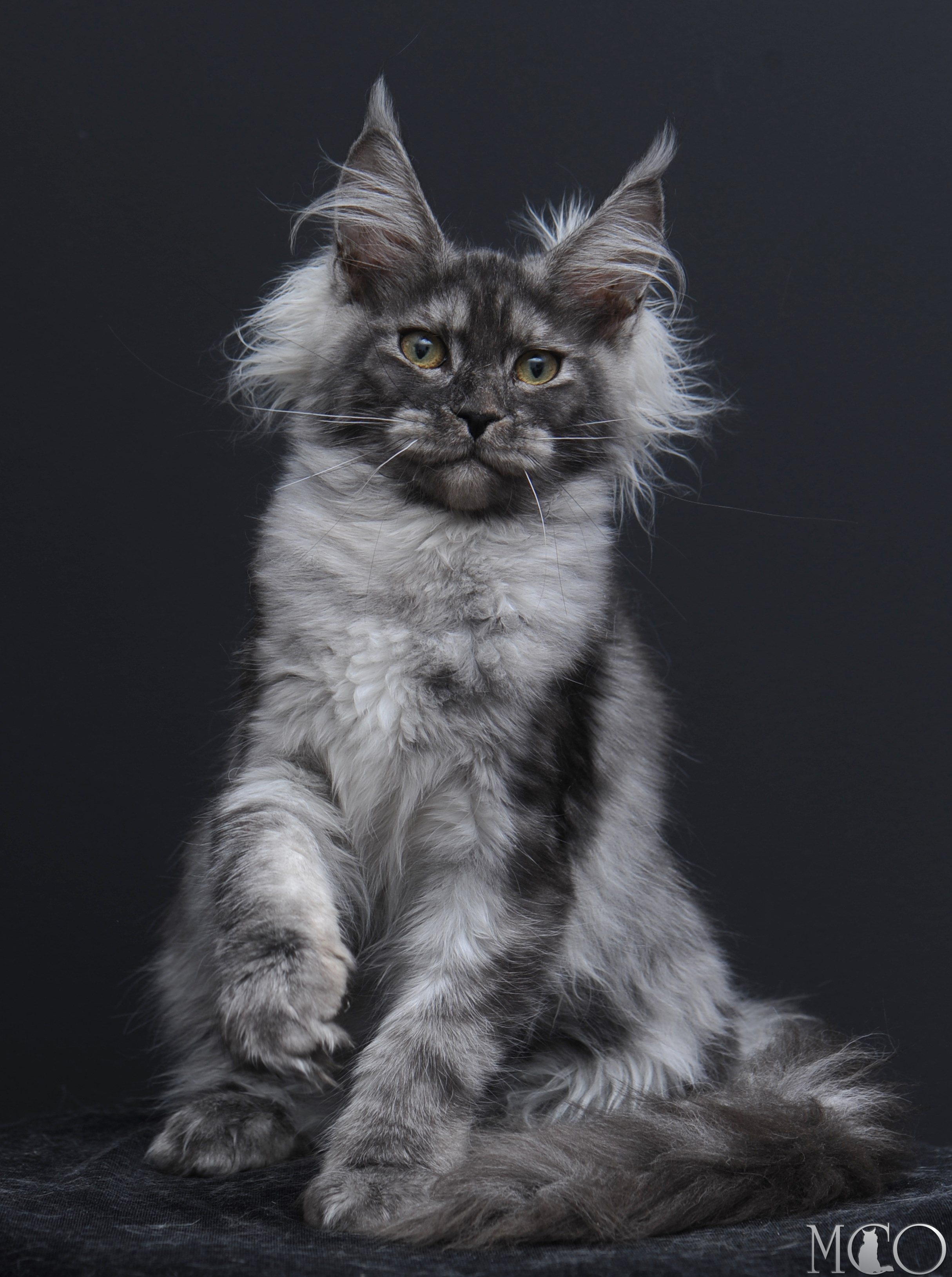 Купить котенка Мейн кун Sabrina, ns