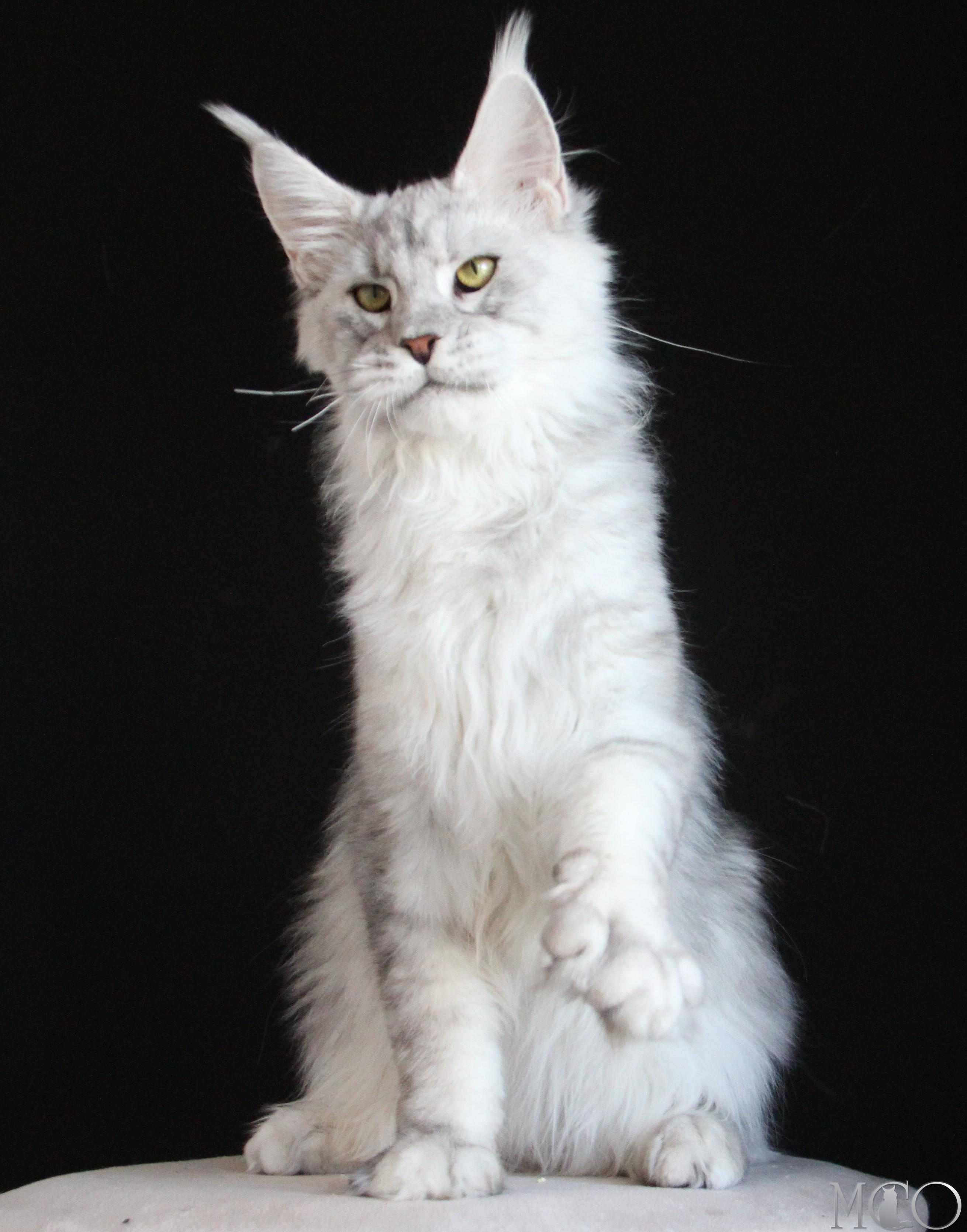 Купить котенка Мейн кун Glamour, ns 22 pale silver
