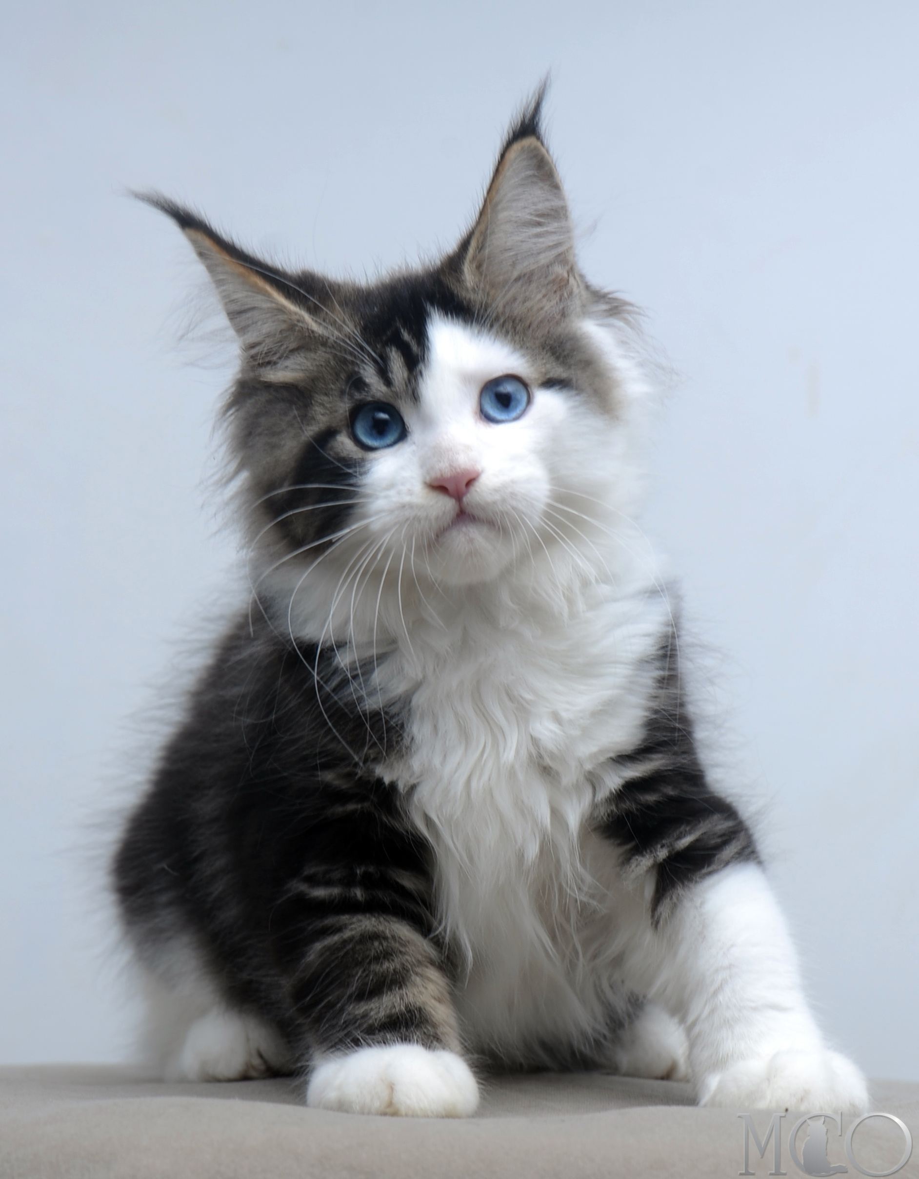 Купить котенка Мейн кун Vanessa (Голубоглазая), n2203