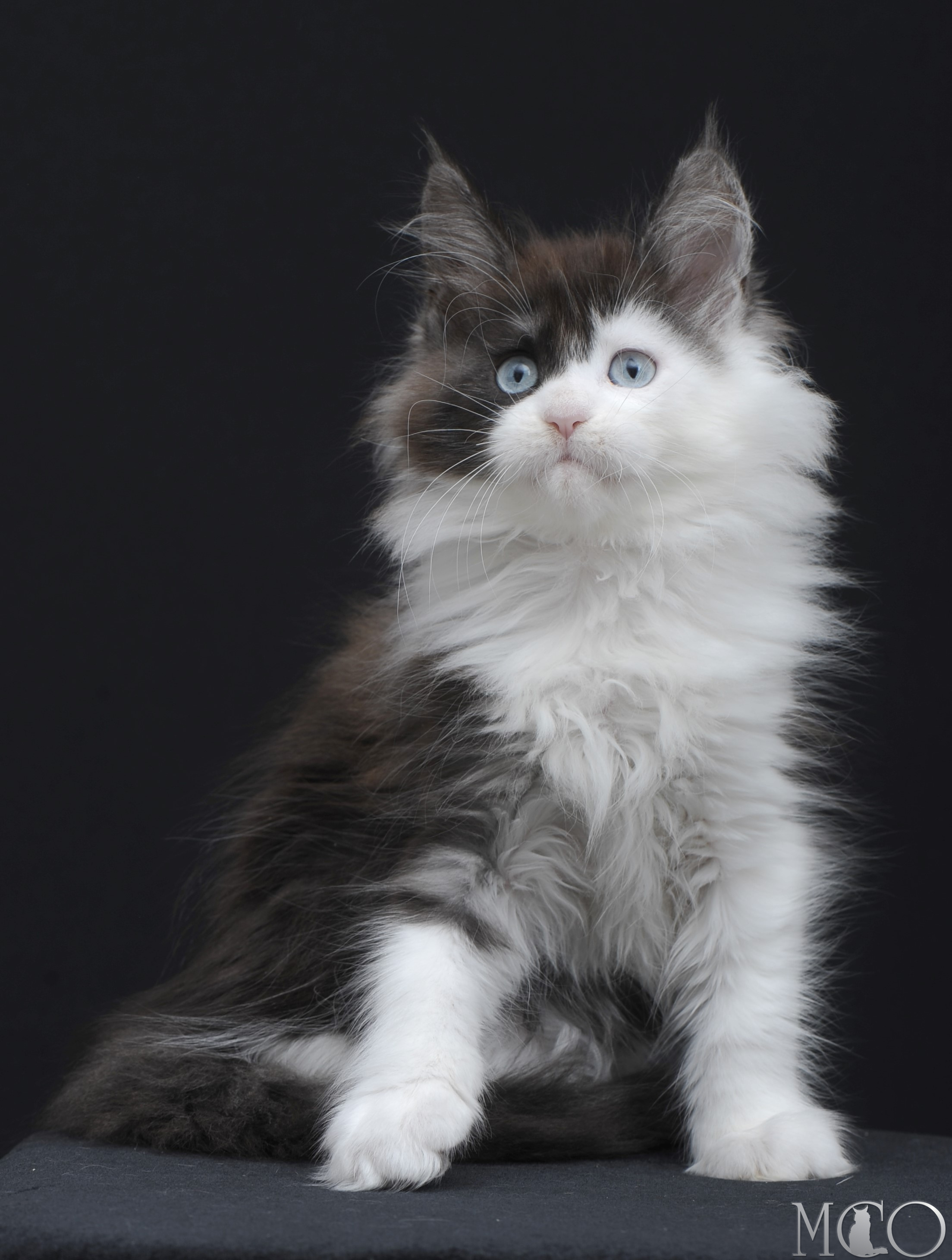 Купить котенка Мейн кун Wonder, ns 03 w61