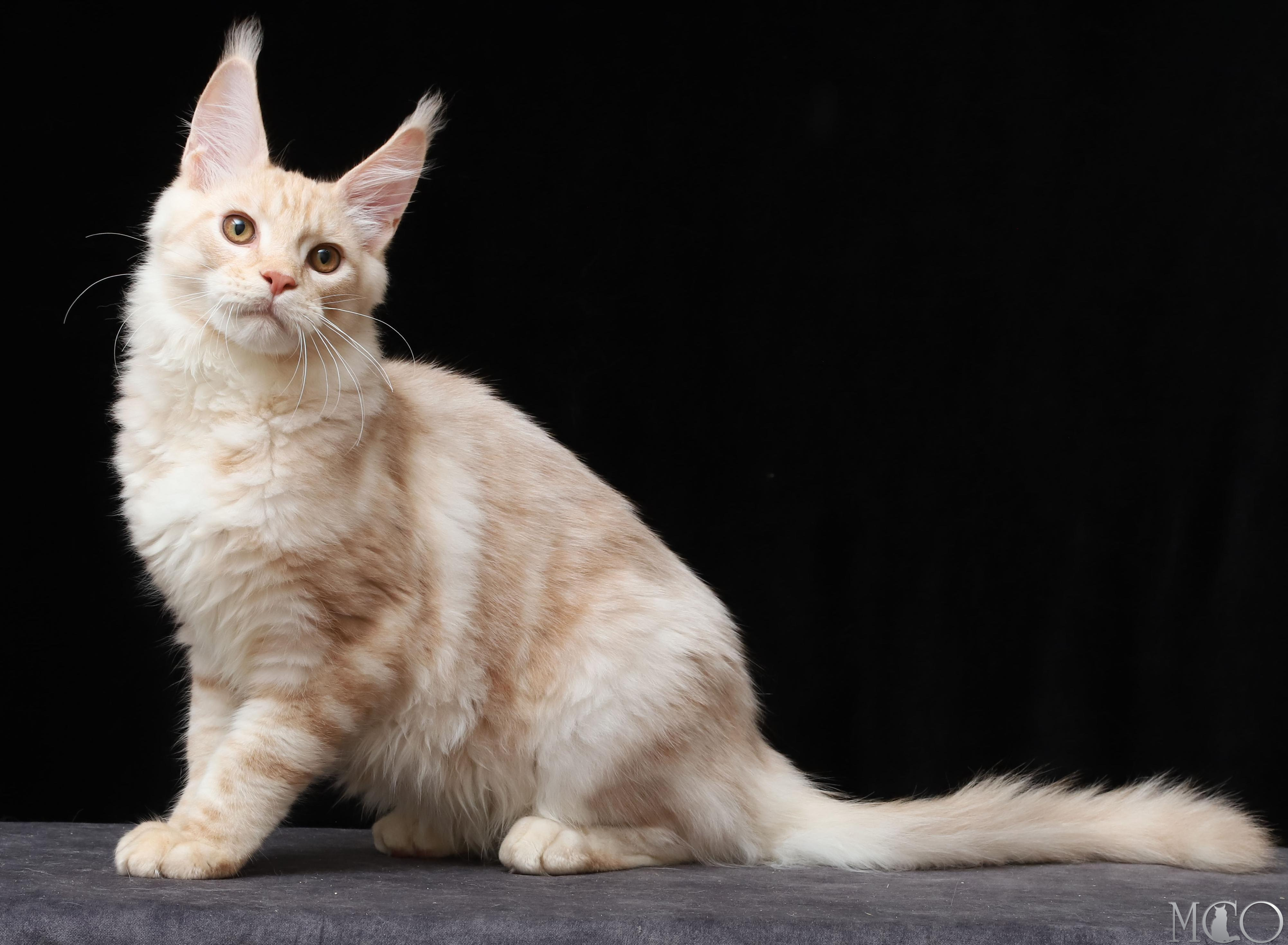 Купить котенка Мейн кун Quiller, es 22