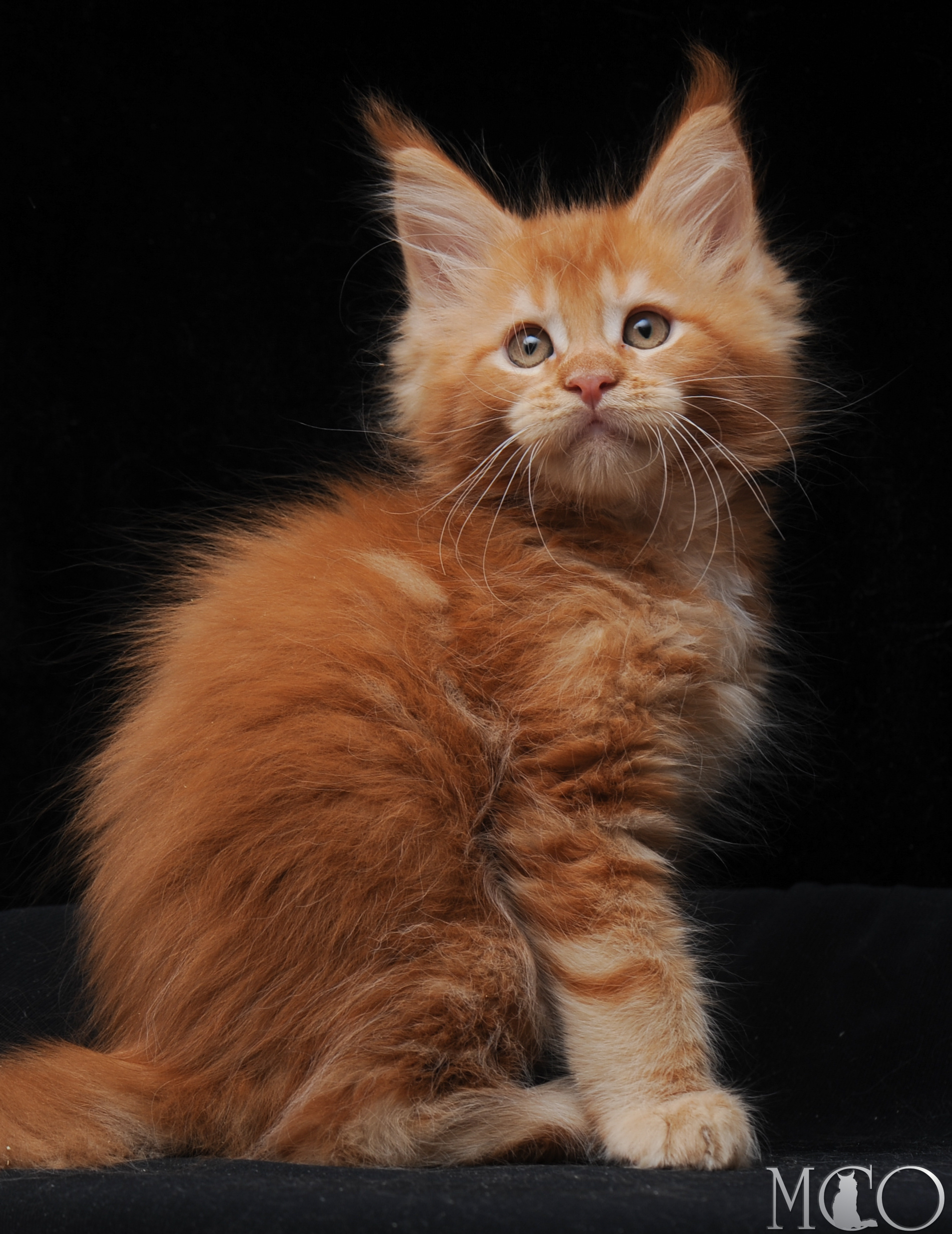 Купить котенка Мейн кун Eddy, d