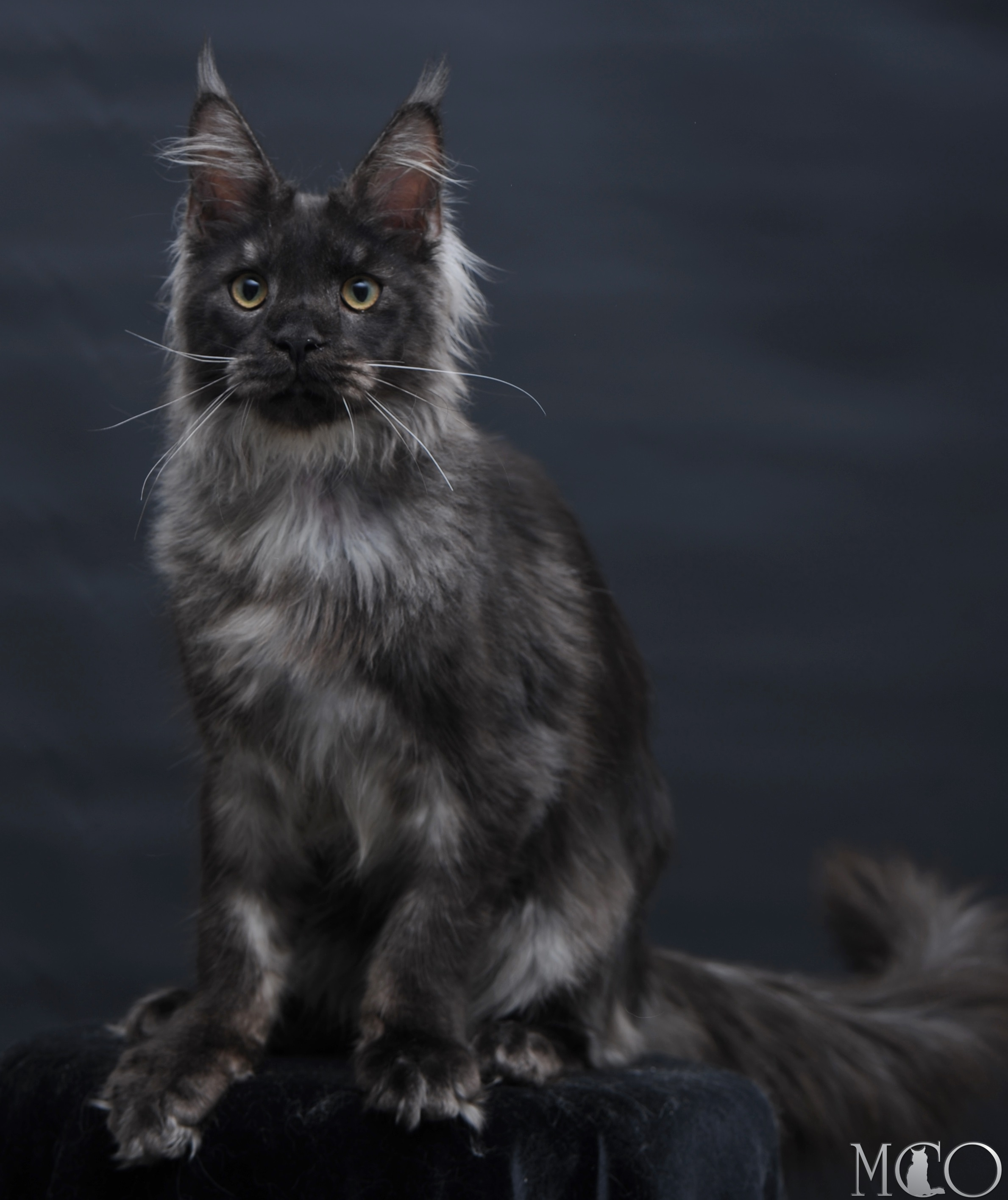 Купить котенка Мейн кун Diamond, ns