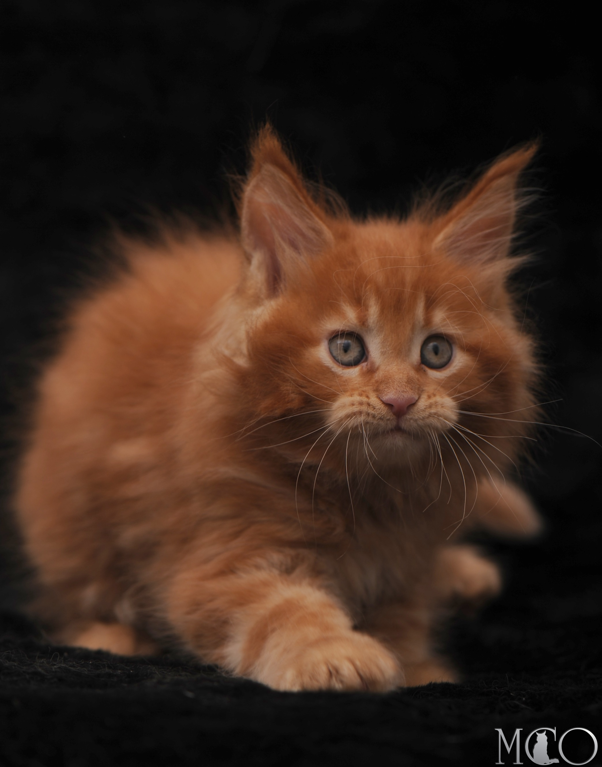 Купить котенка Мейн кун Sem, d красный солид 