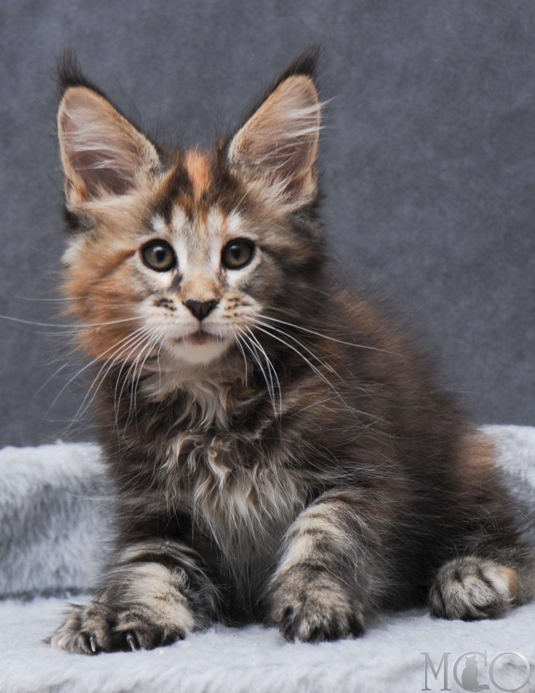 Купить котенка Мейн кун Gretta, f 22