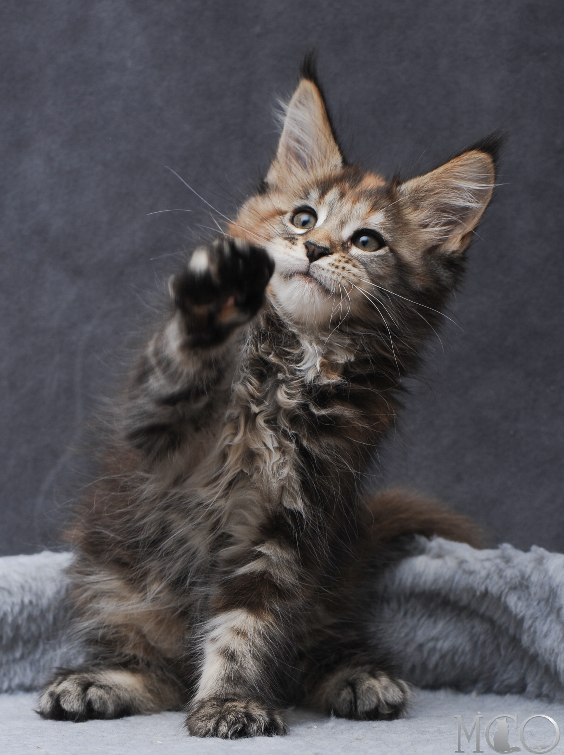Купить котенка Мейн кун Gretta, f 22